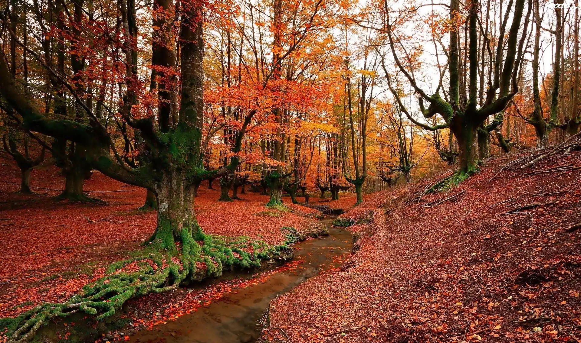 Hiszpania, Kraj Basków, Park Narodowy Gorbea, Las, Drzewa, Strumyk, Jesień