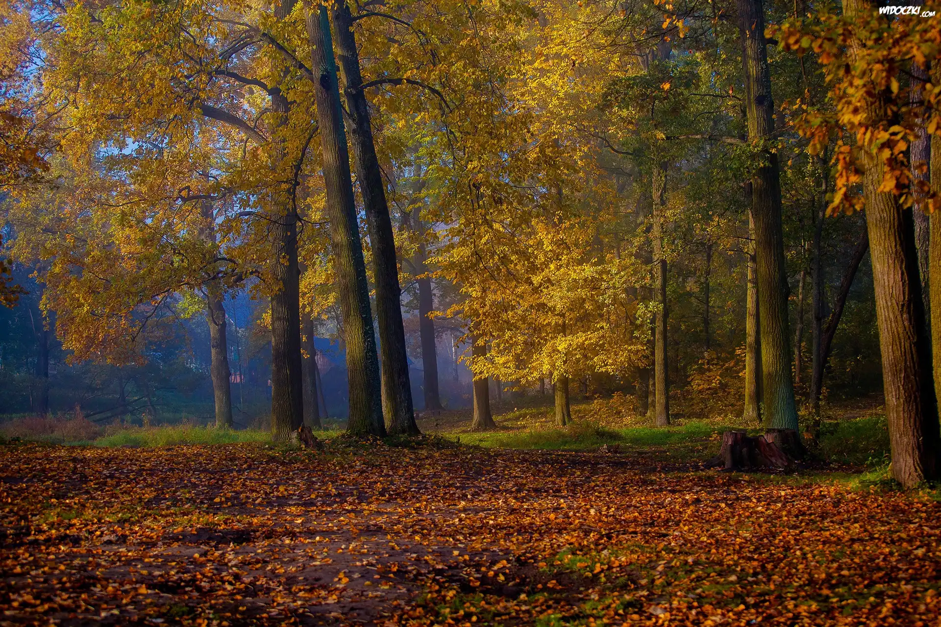 Jesień, Park, Drzewa, Opadłe, Liście