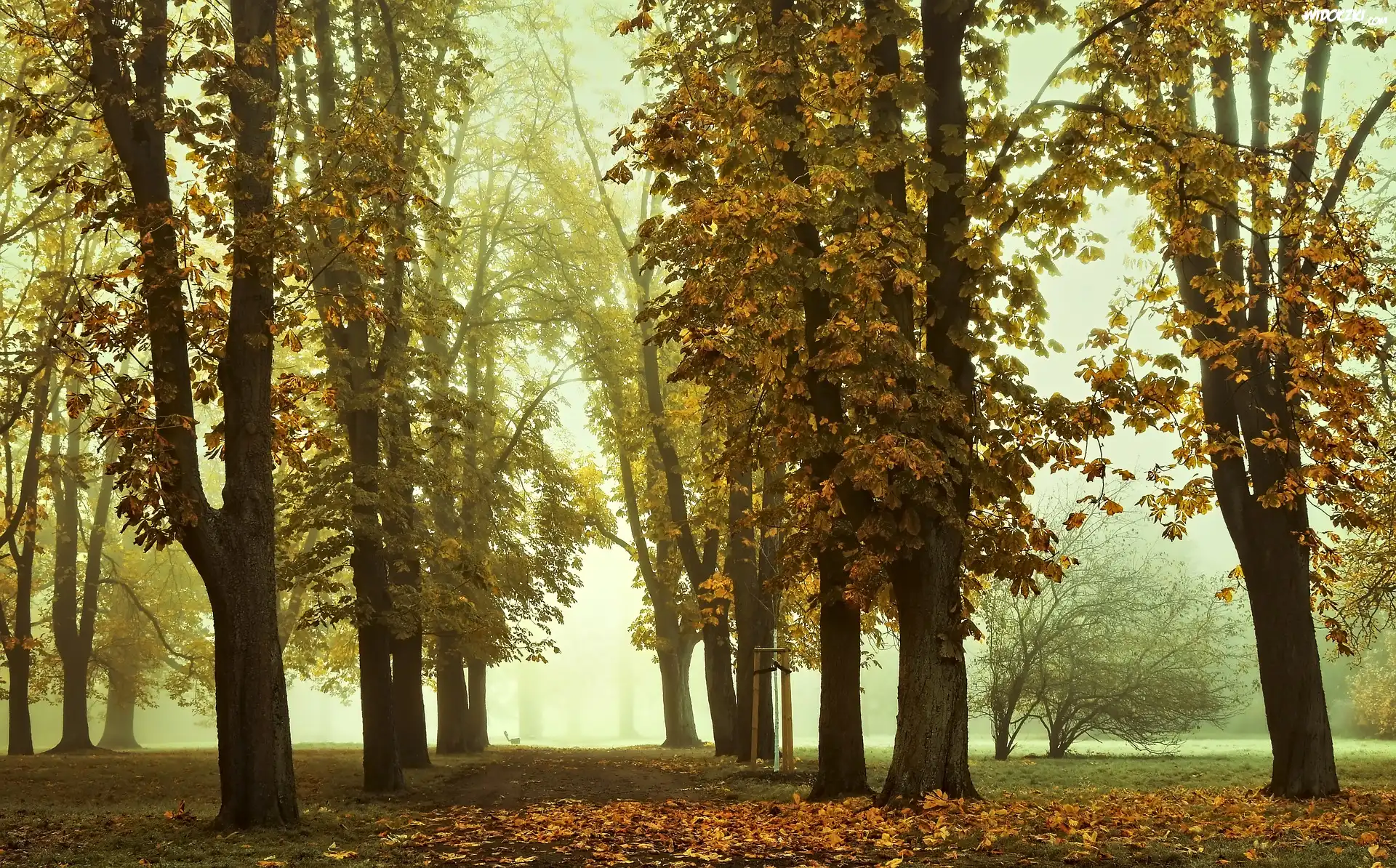 Jesień, Kasztanowce, Park, Mgła, Opadłe, Liście