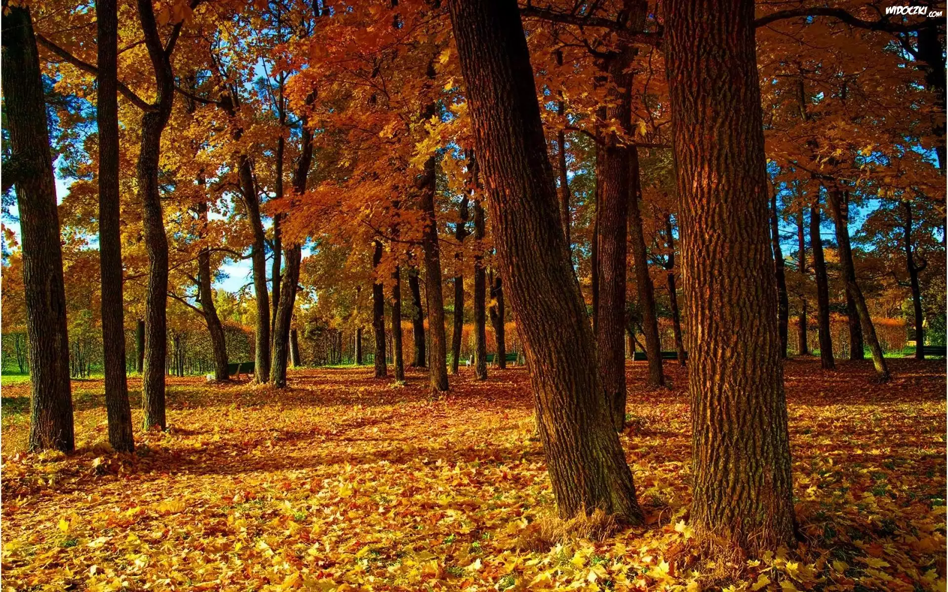 Jesień, Park