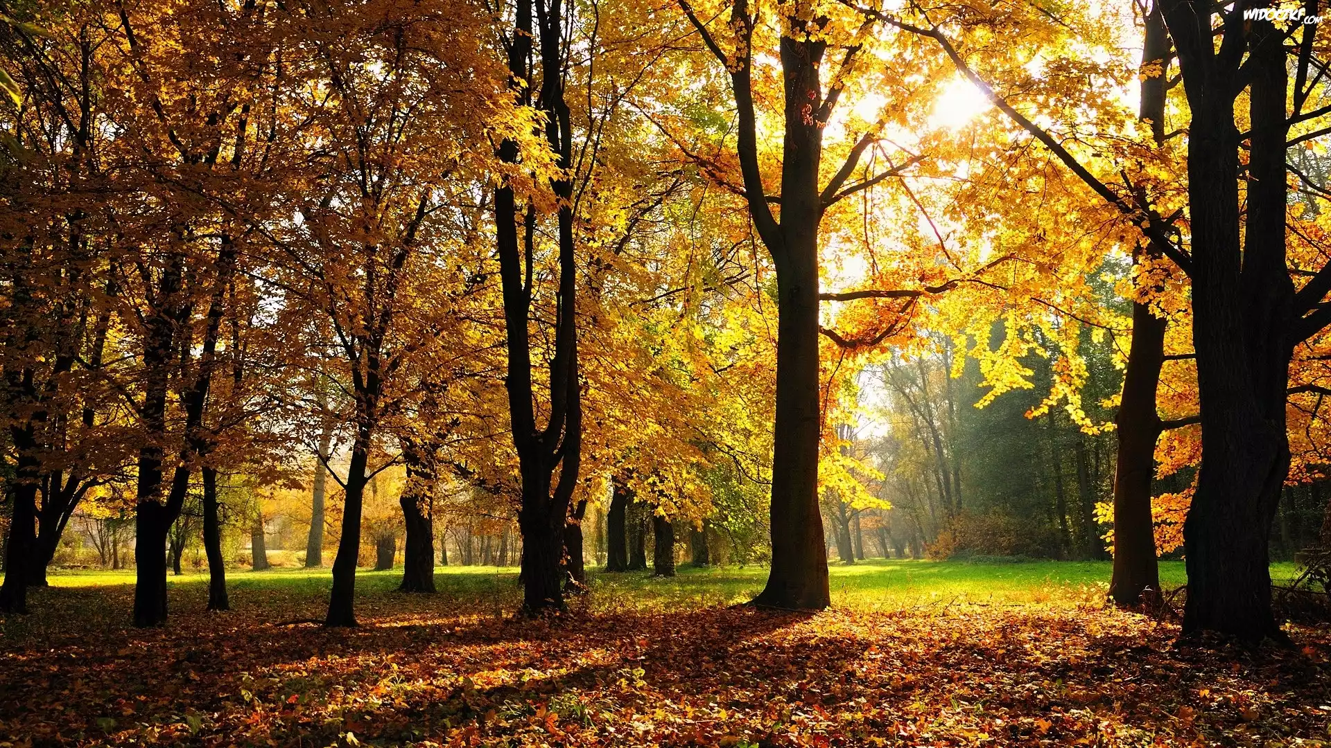 Jesień, Park