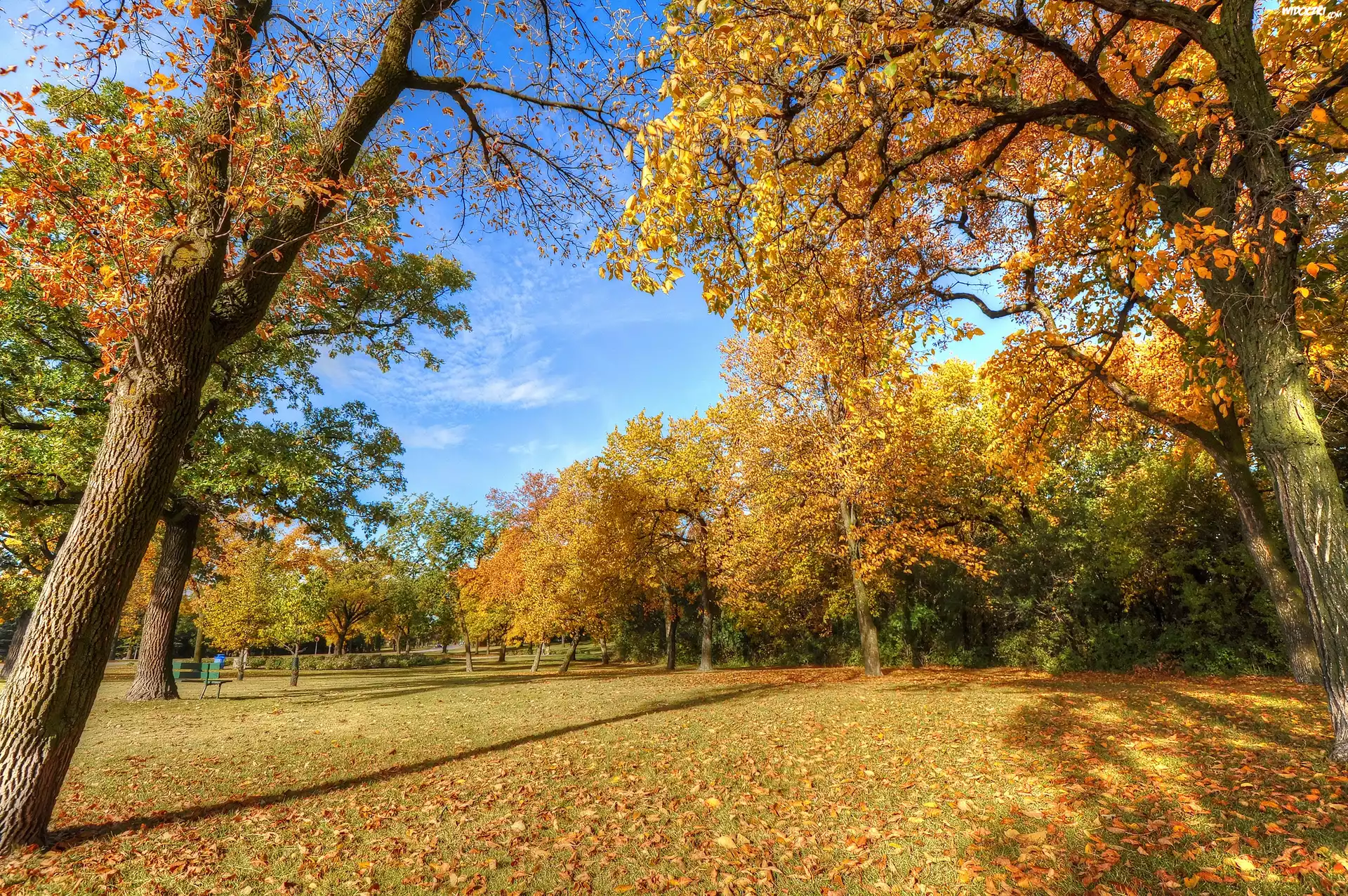 Park, Jesień, Drzewa