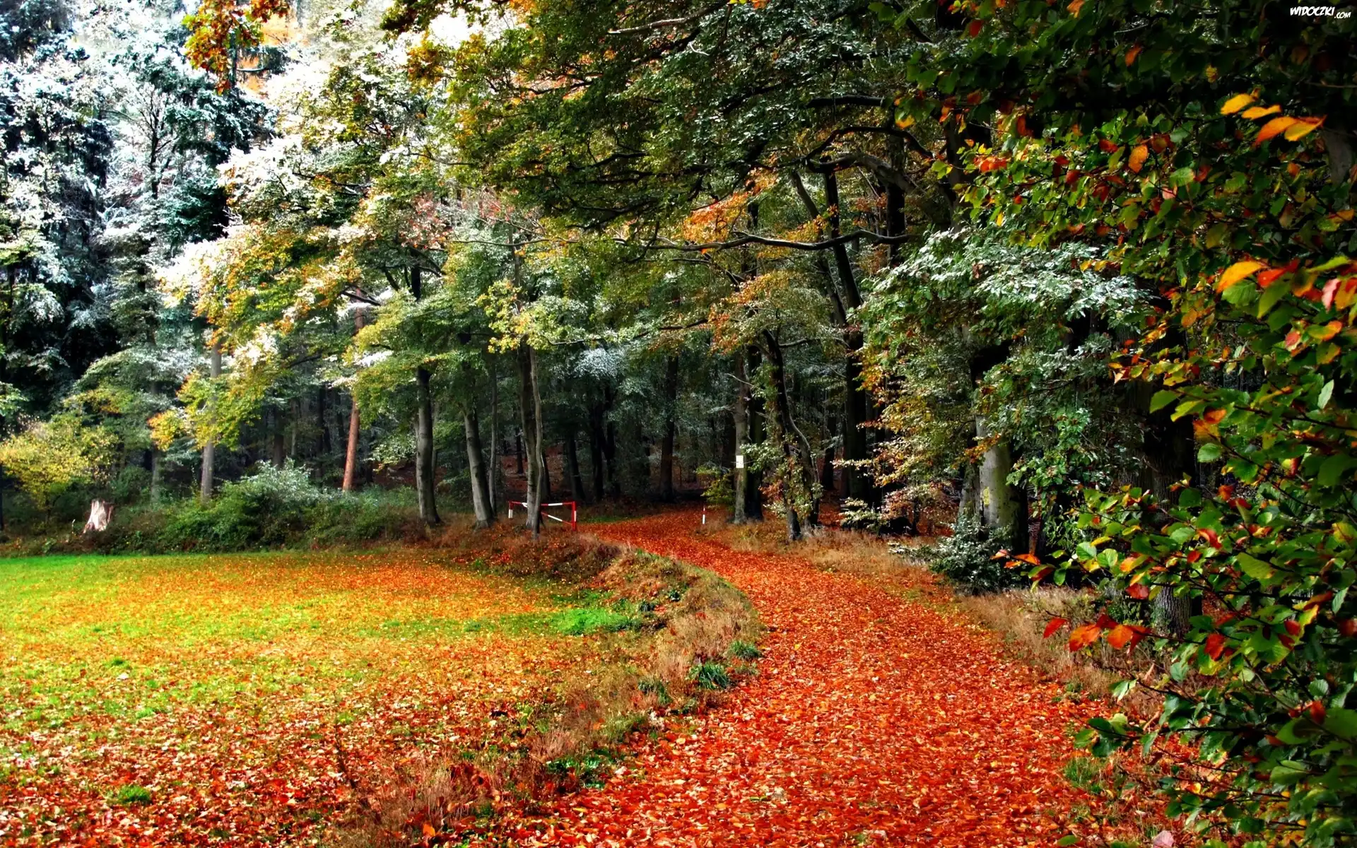 Jesień, Drzewa, Park, Ścieżka