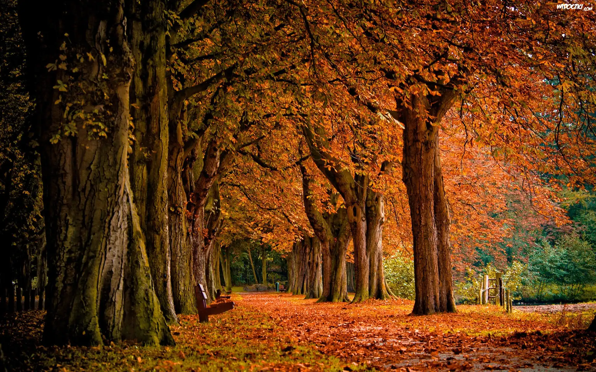 Park, Jesień, Liście