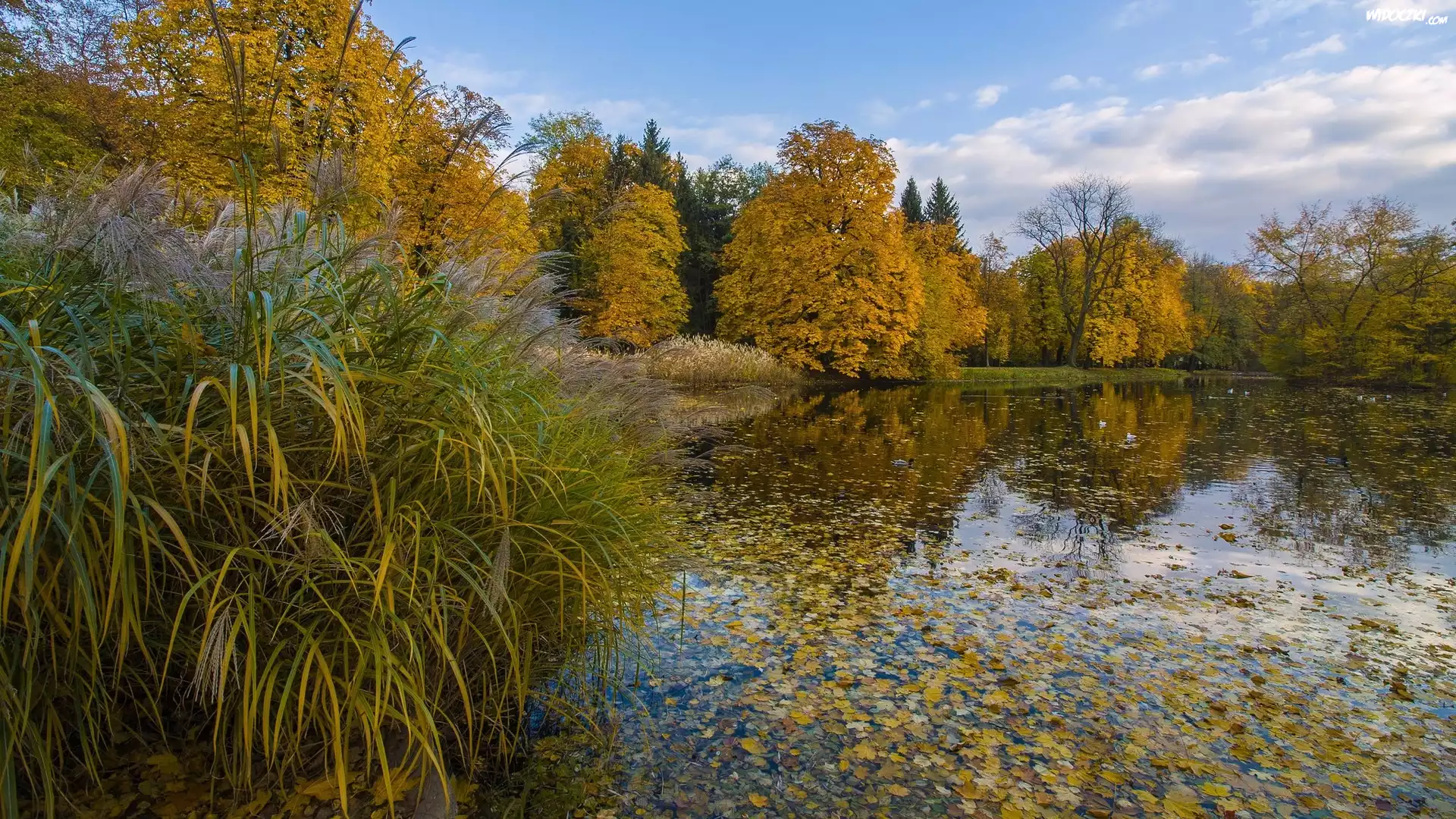 Polska, Warszawa, Park, Łazienki Królewskie, Staw, Drzewa, Liście, Jesień