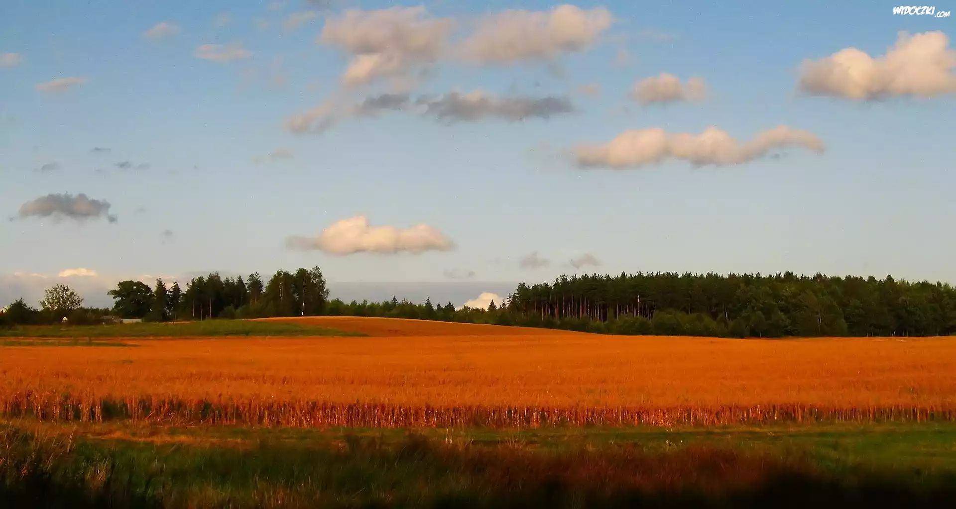 Pole, Jesień, Las