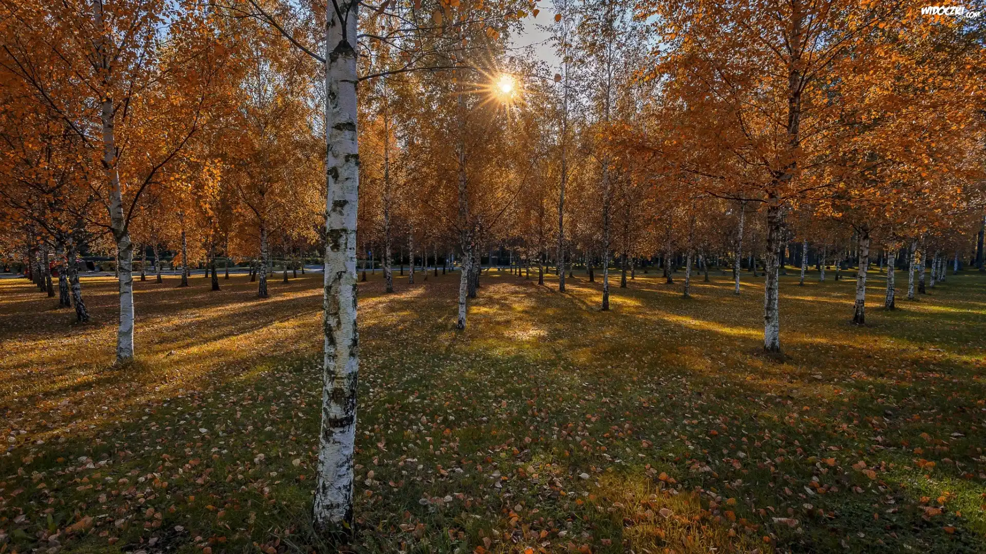 Jesień, Drzewa, Park, Brzozy, Promienie słońca