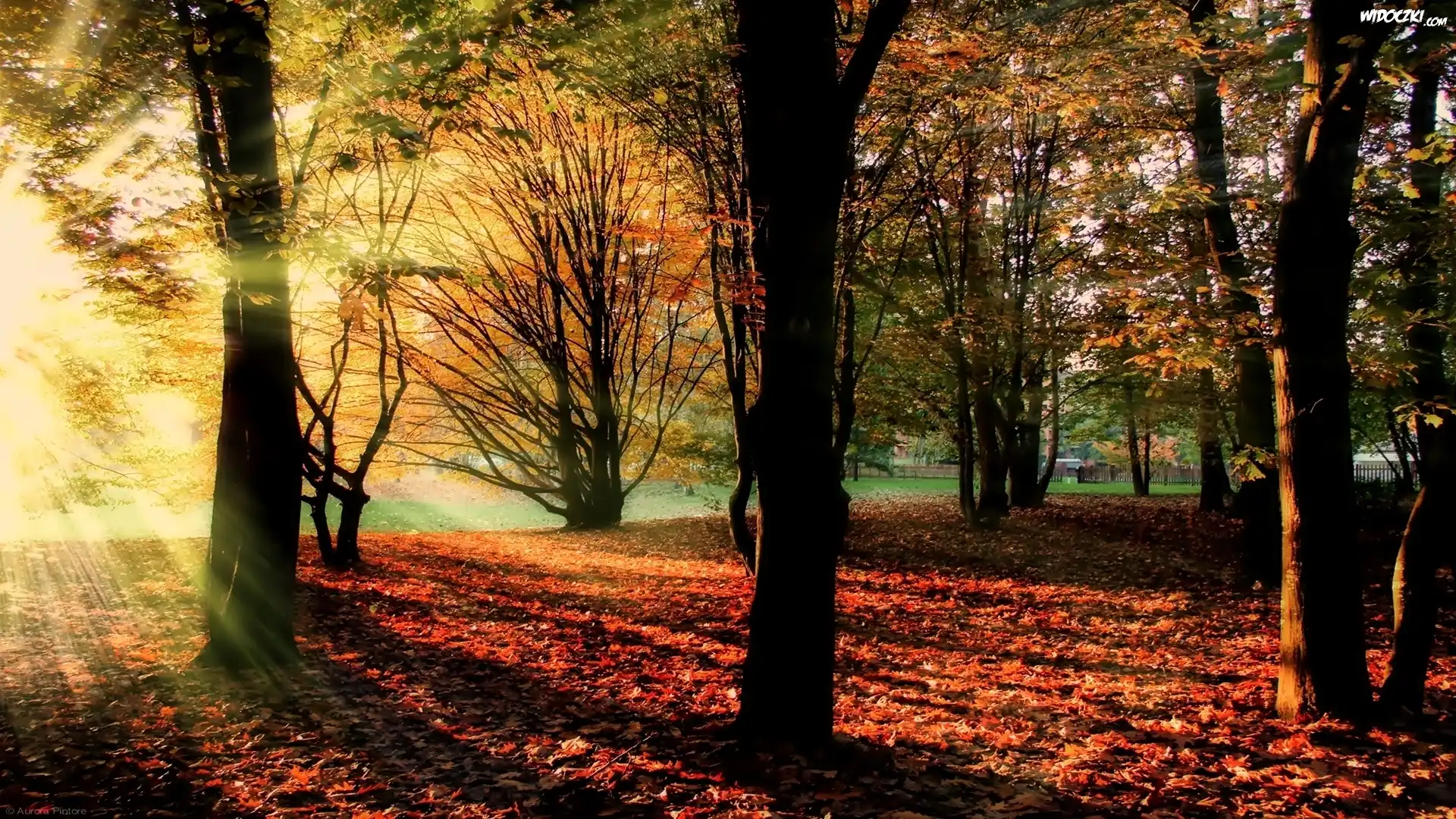 Jesień, Park, Promienie, Słońce