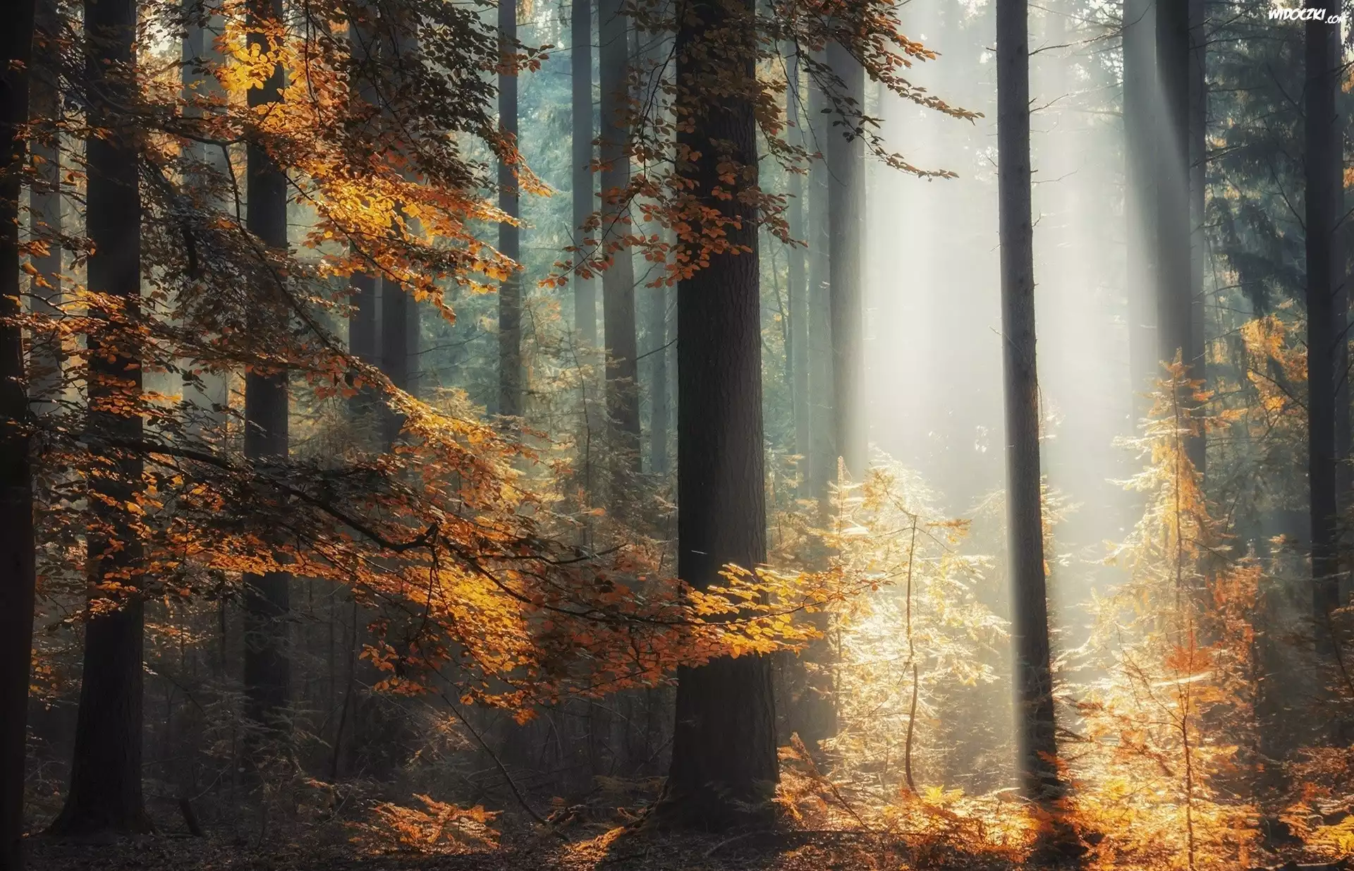 Jesień, Las, Mgła, Przebijające światło