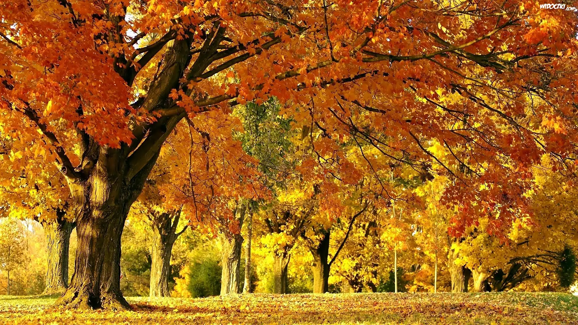 Jesień, Park, Opadłe, Liście, Przebijające, Światło
