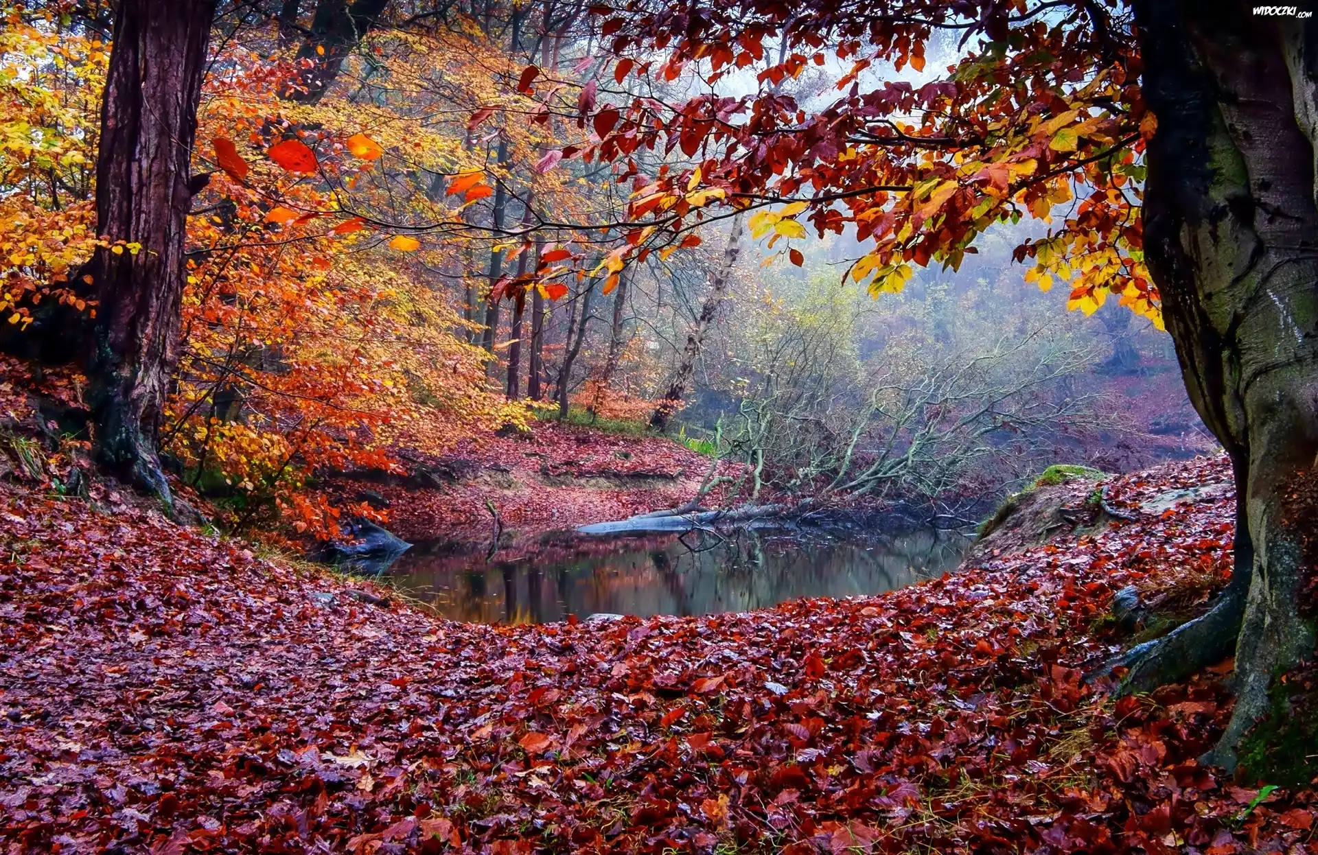 Jesień, Las, Rzeczka, Mgła