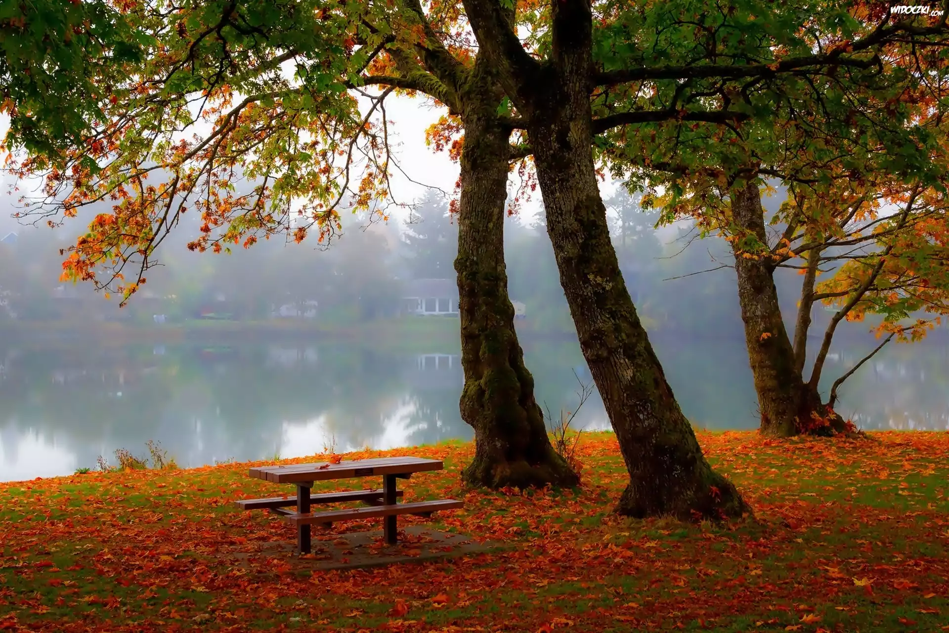Jesień, Park, Ławka, Staw, Mgła
