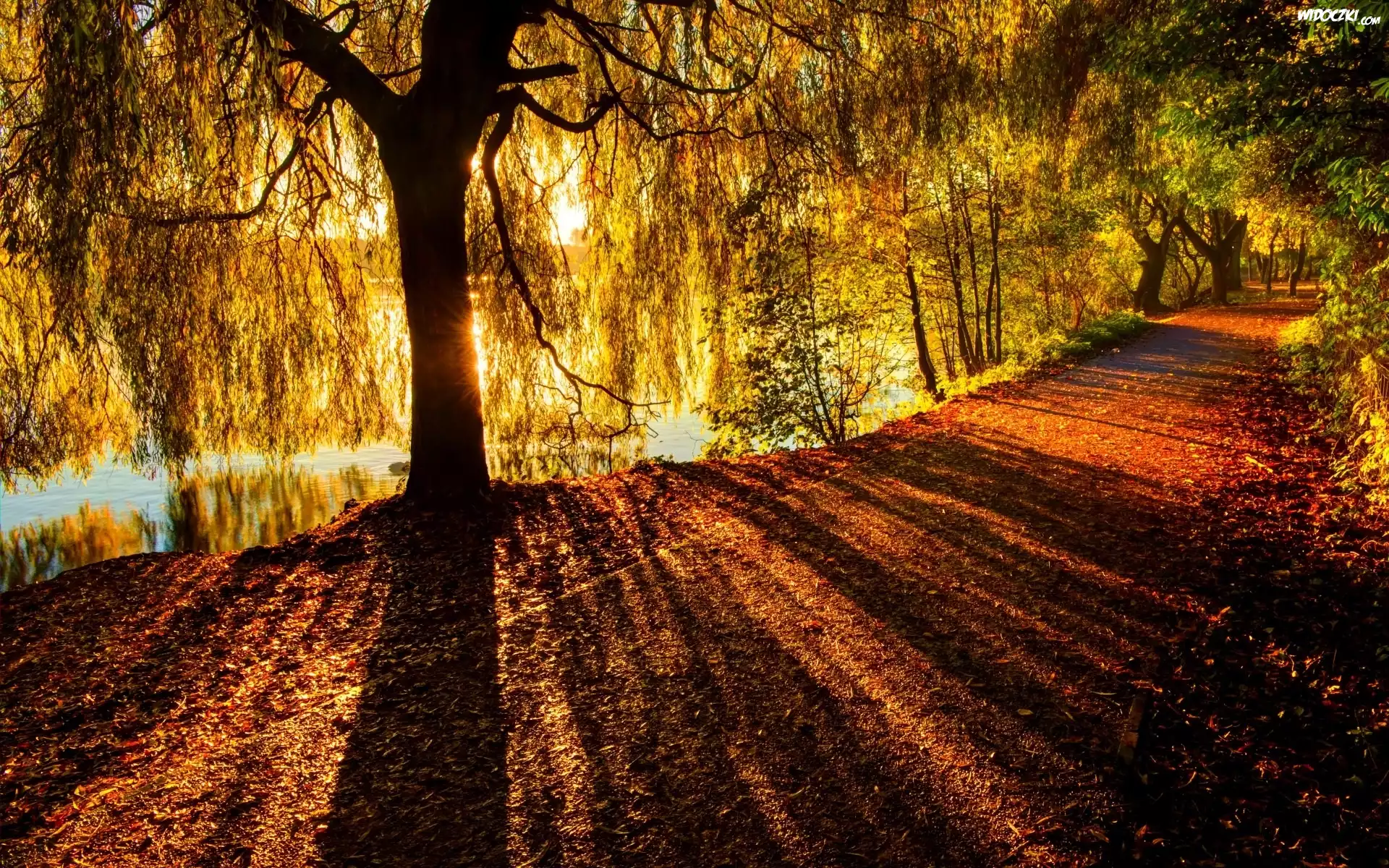 Jesień, Droga, Drzewo, Przebijające światło, Park