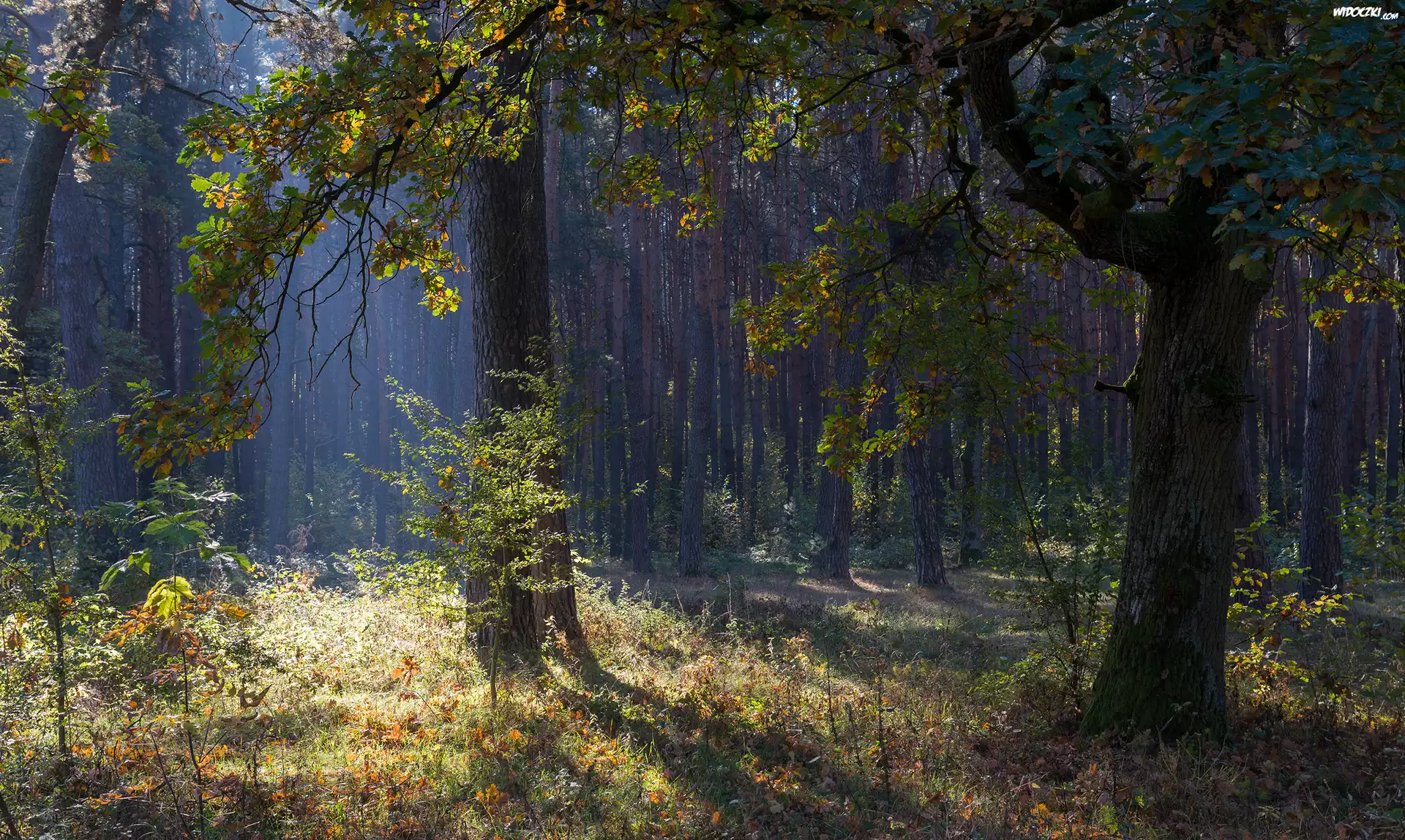 Jesień, Las, Drzewa, Trawa, Rośliny