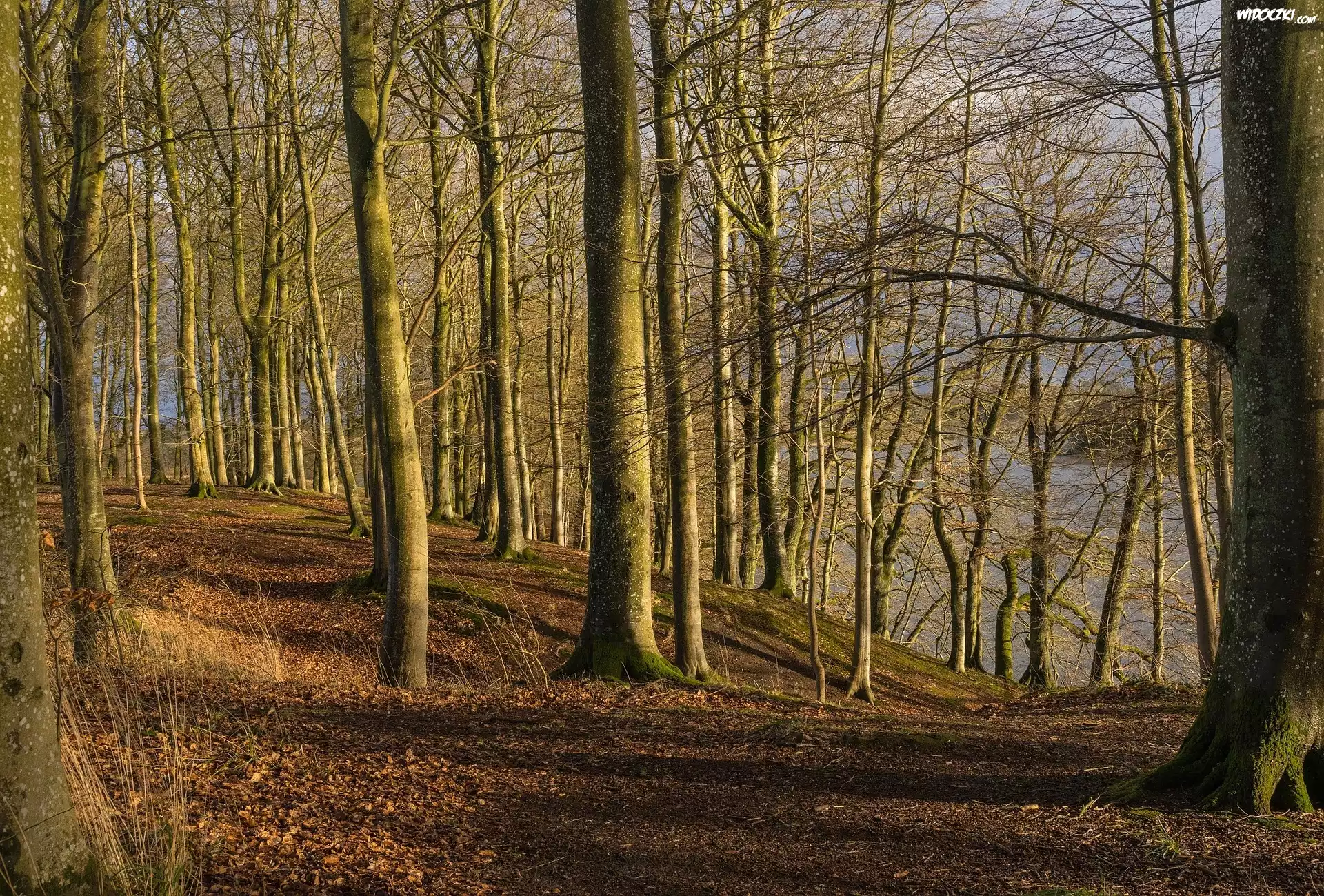 Dania, Jutlandia Środkowa, Gmina Viborg, Jezioro Hald So, Las, Jesień