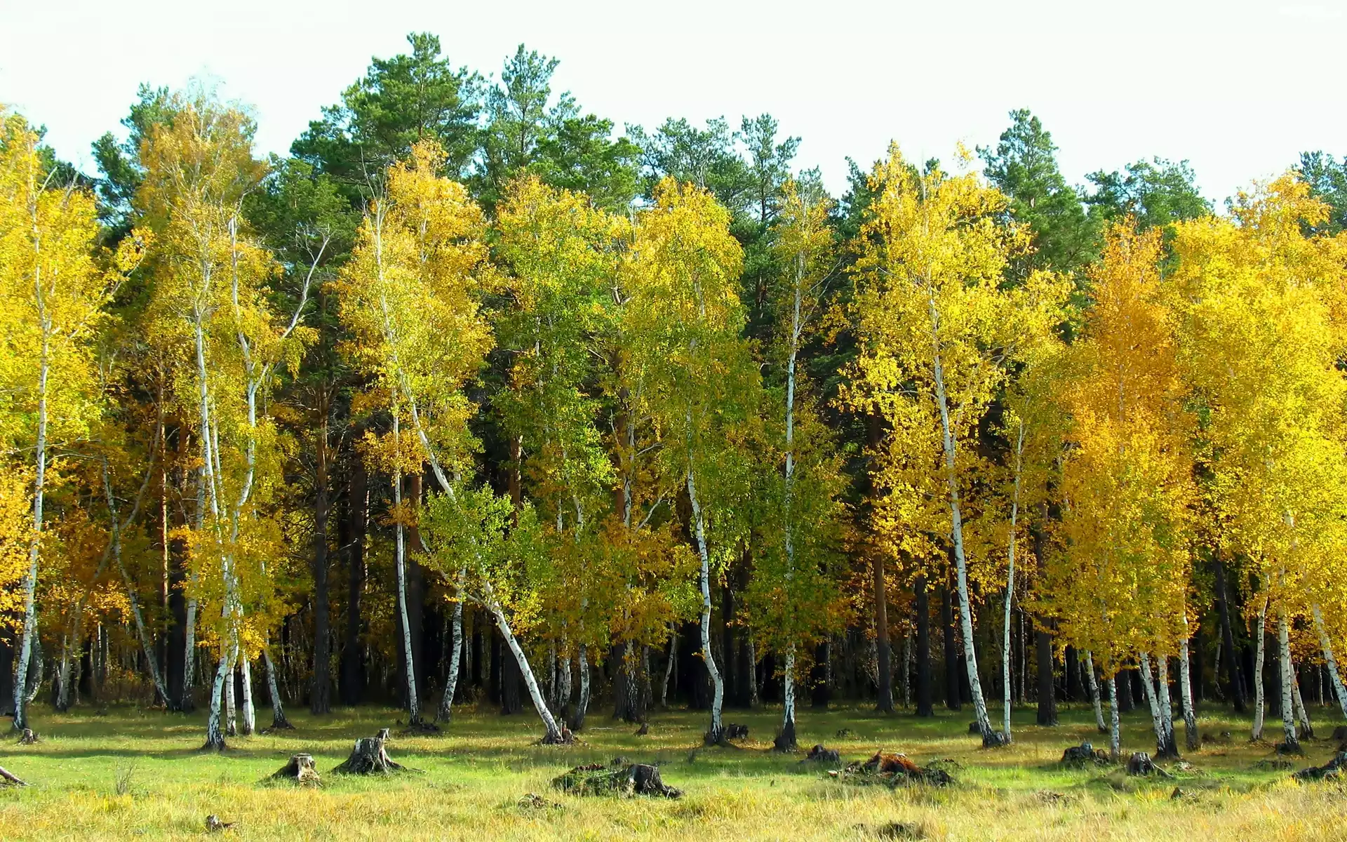 Jesień, Brzeźniak, Światło, Cień