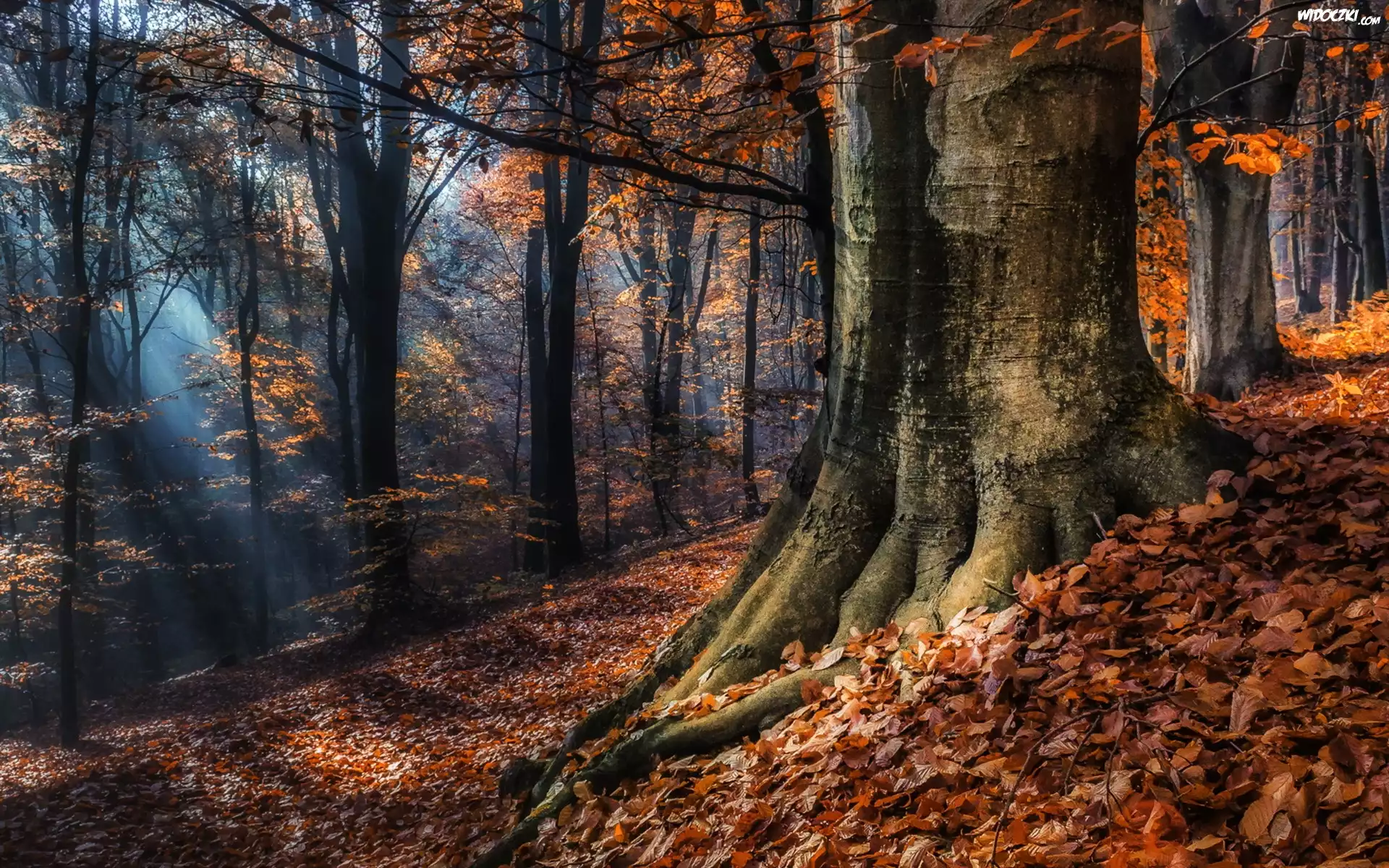 Jesień, Drzewa, Przebijające, Światło, Las