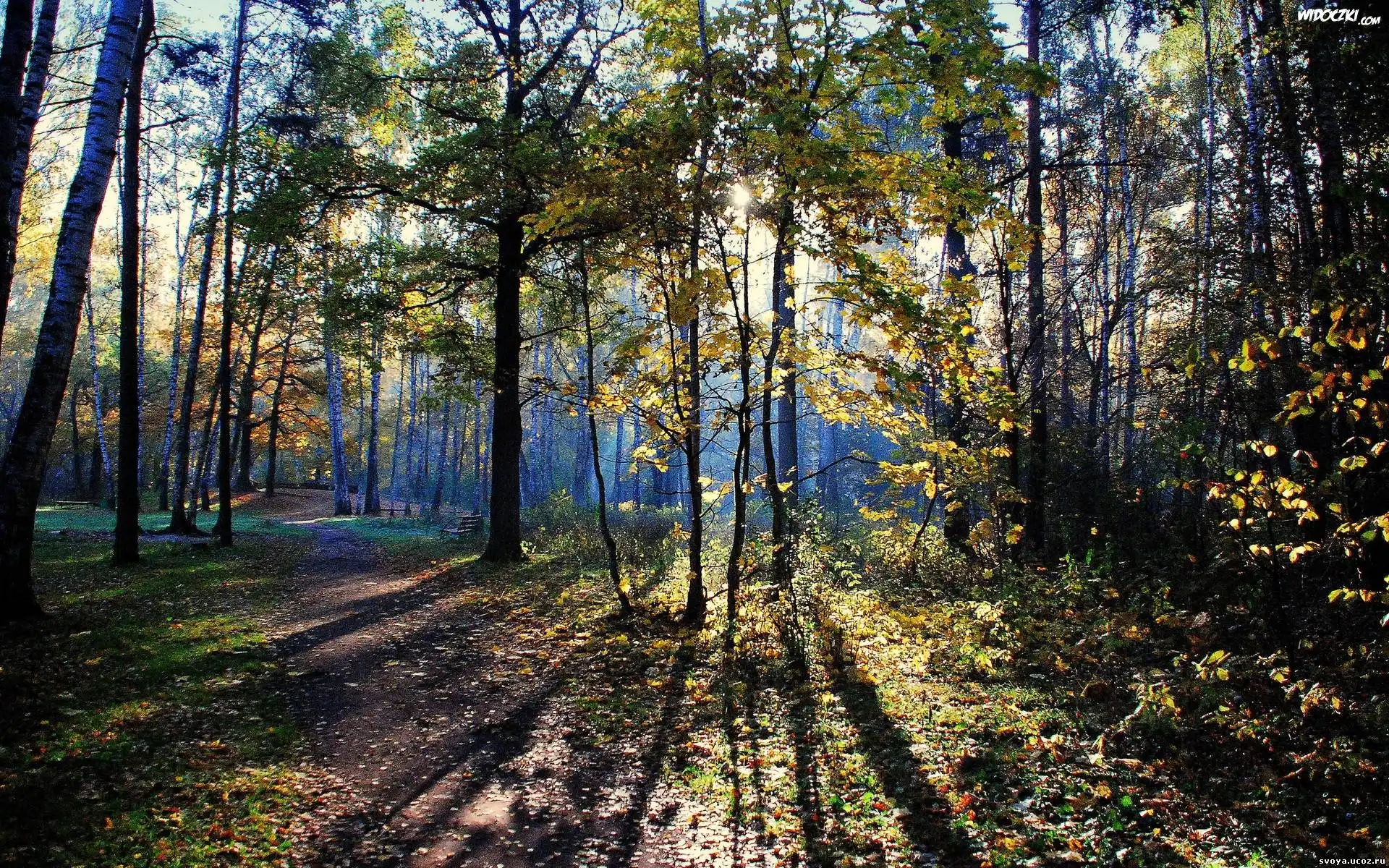 Jesień, Las, Przebijające, Światło, Cień