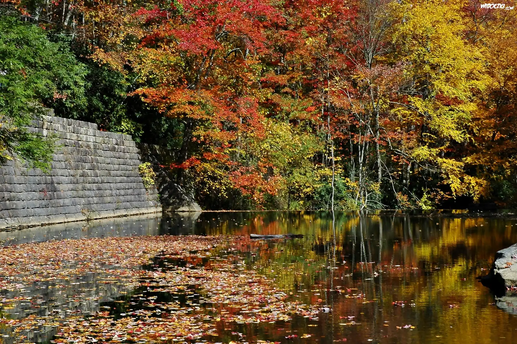 Jesienny, Las, Jezioro, Opadłe, Liście