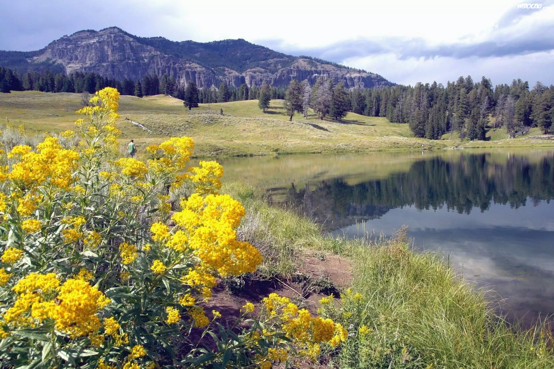 Stany Zjednoczone, Park Narodowy Yellowstone, Montana, Kwiaty, Jeziorko, Góry
