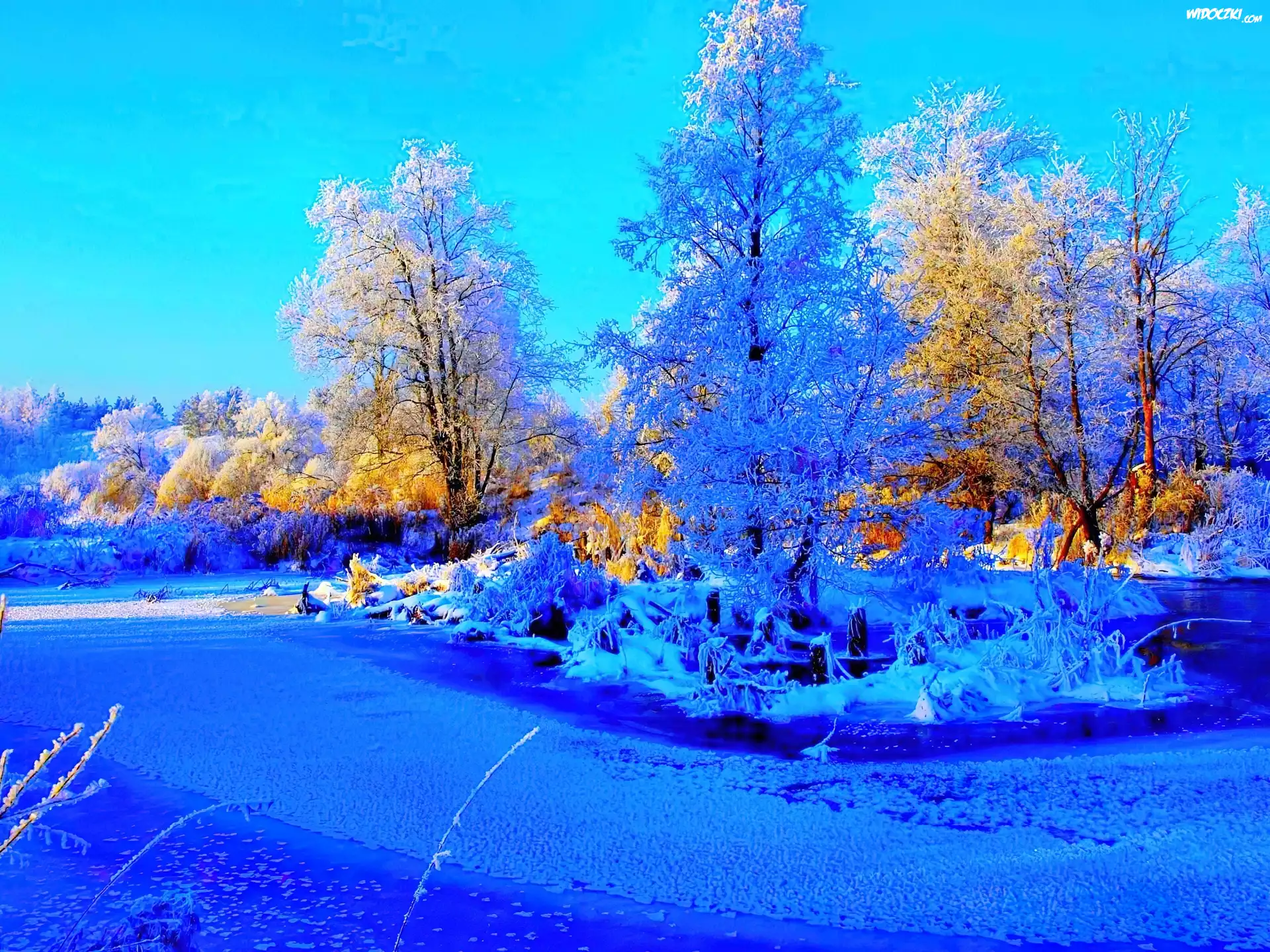 Zamarznięte, Jeziorko, Drzewa