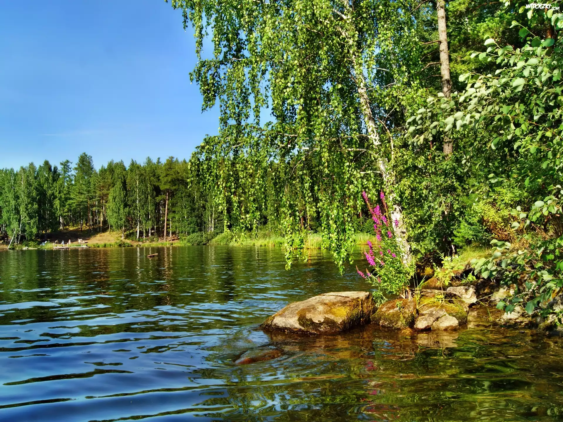 Jezioro, Brzeg, Brzoza, Las