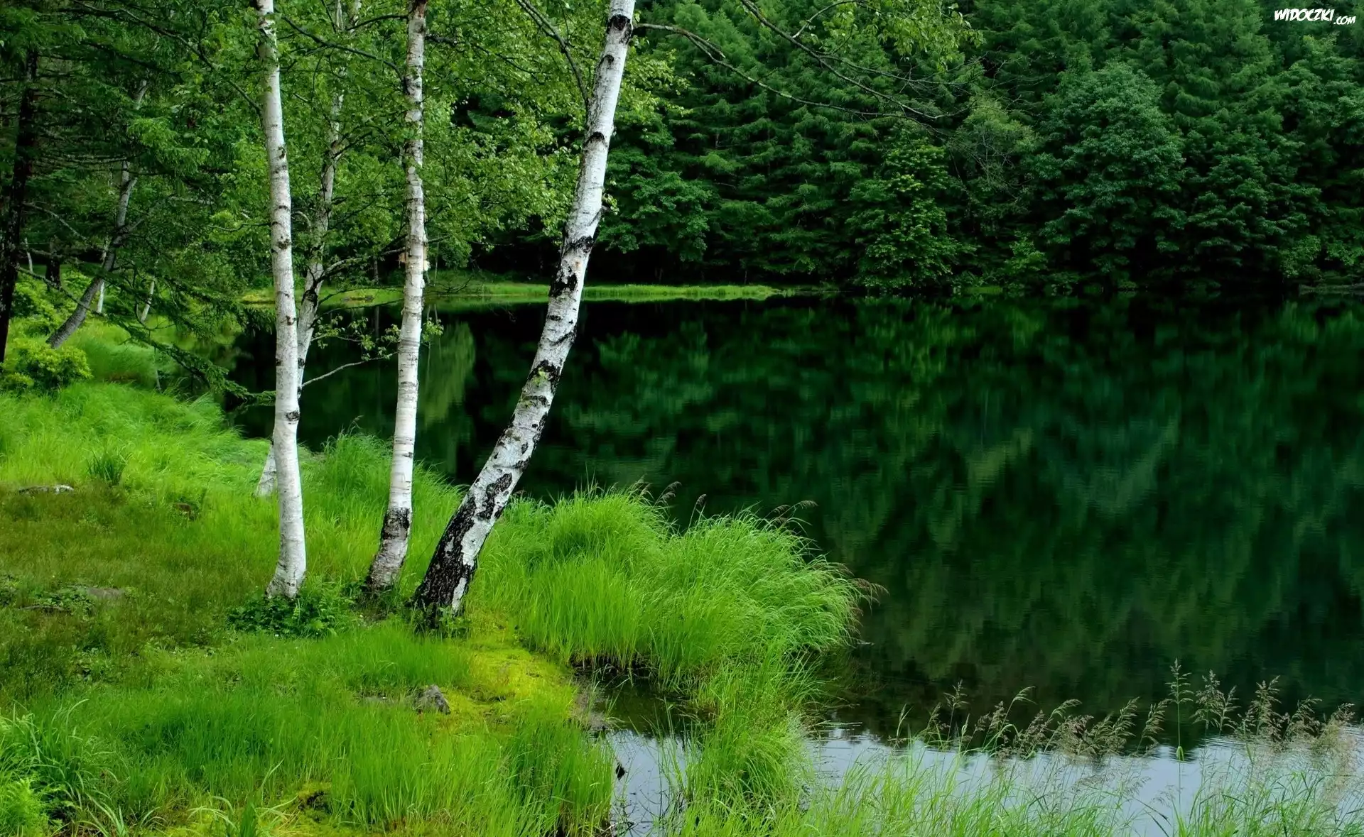 Jezioro, Brzozy
