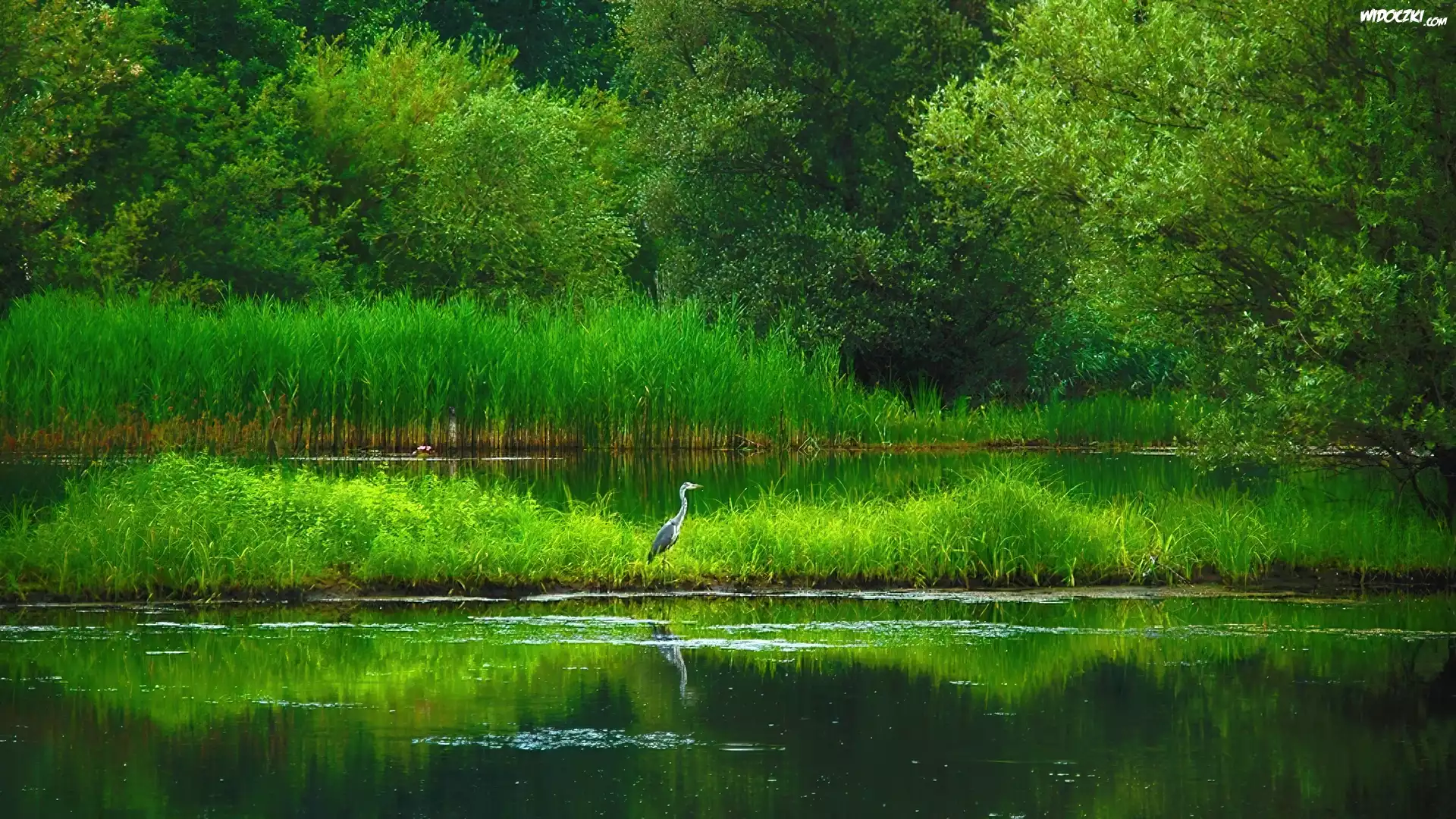 Jezioro, Szuwary, Czapla, Las