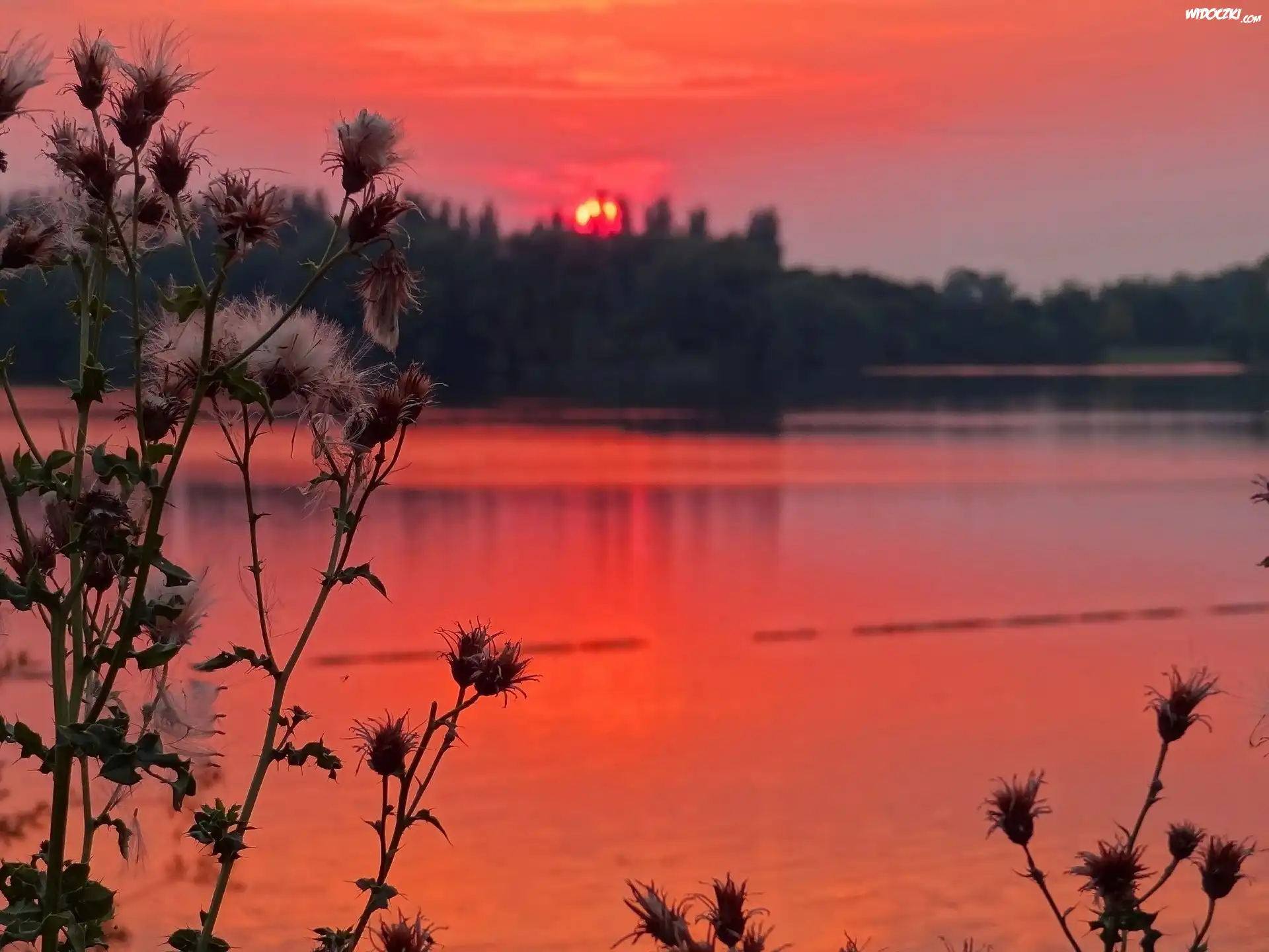 Jezioro, Zachód, Słońca, Oset, Czerwone, Niebo