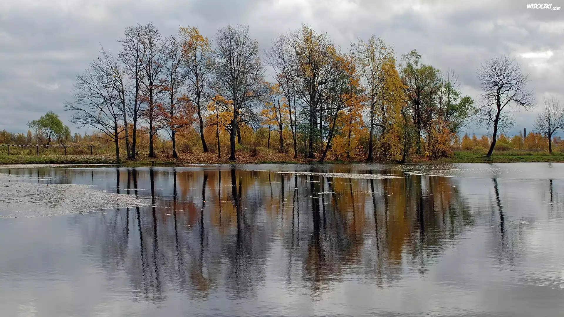 Jezioro, Drzewa