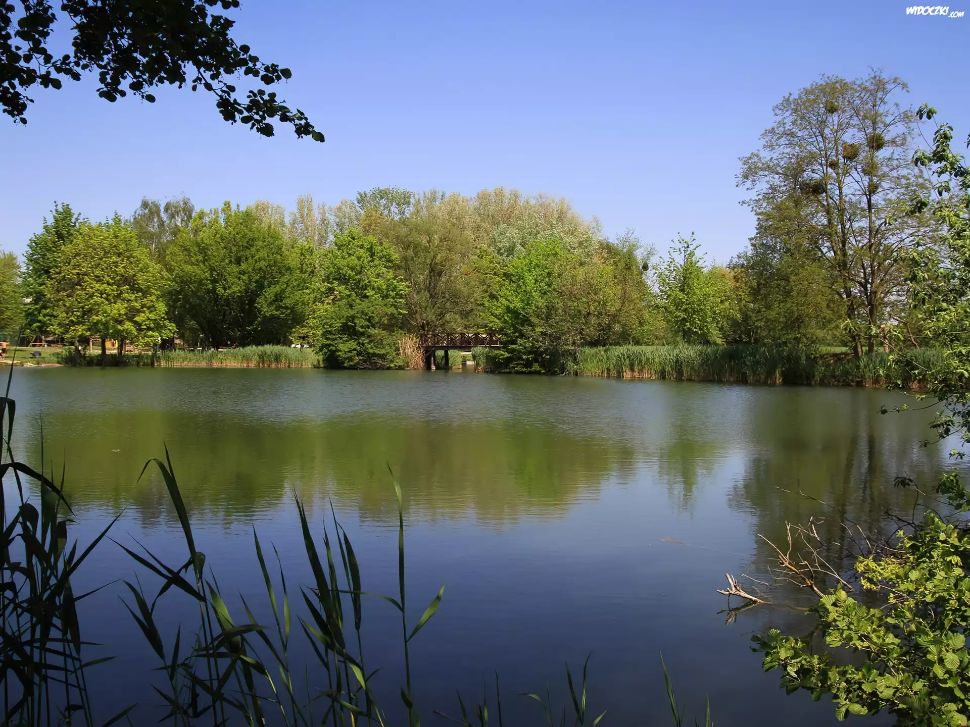 Jezioro, Drzewa