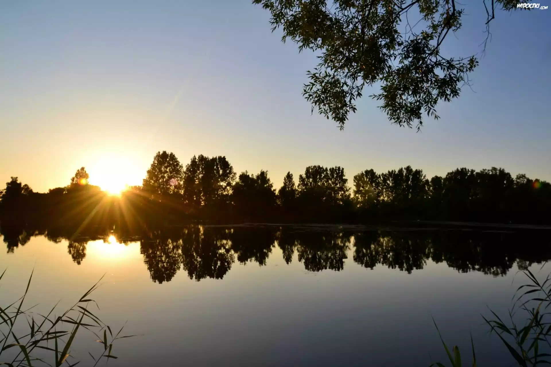 Jezioro, Drzewa