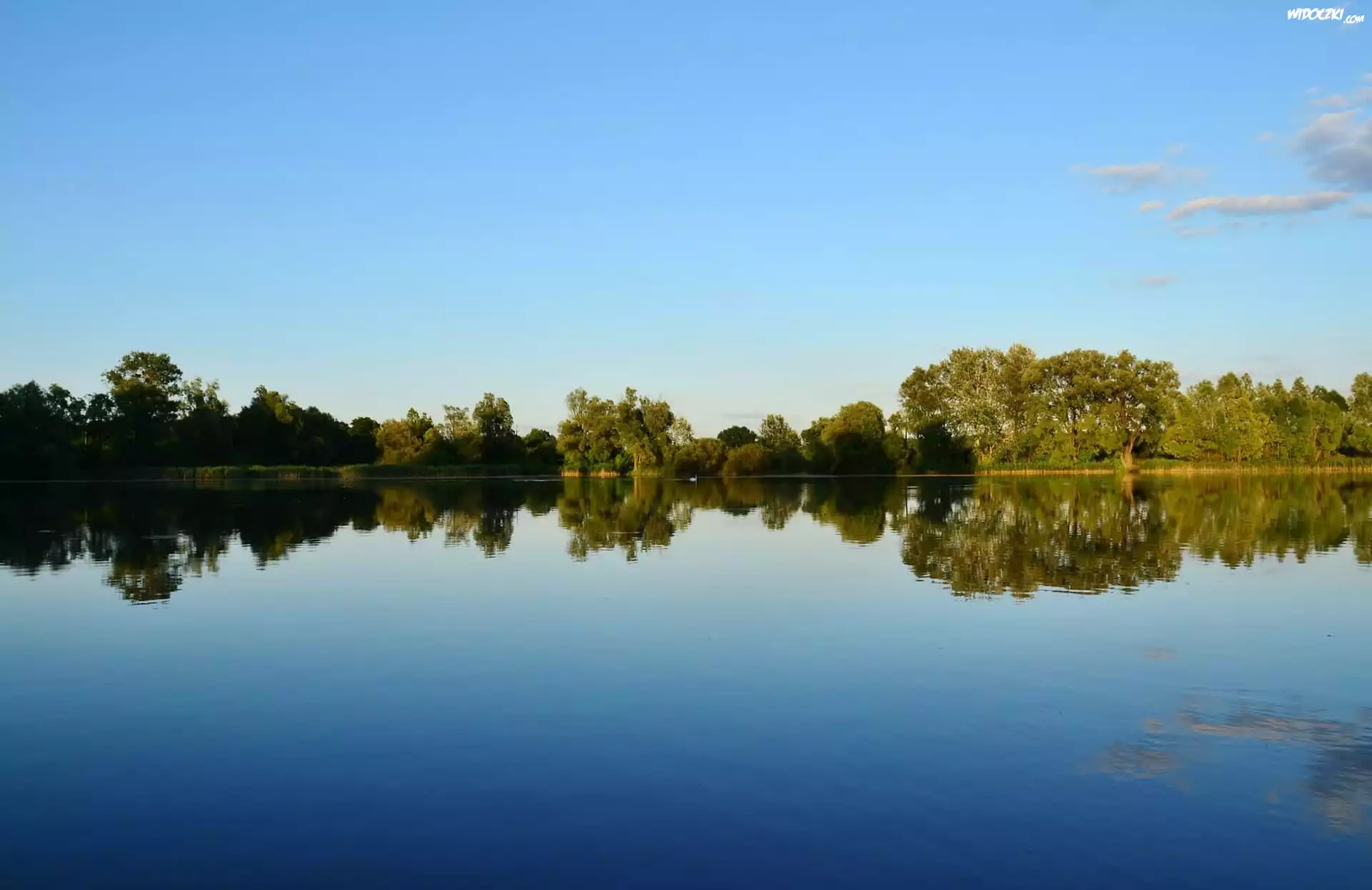 Jezioro, Drzewa