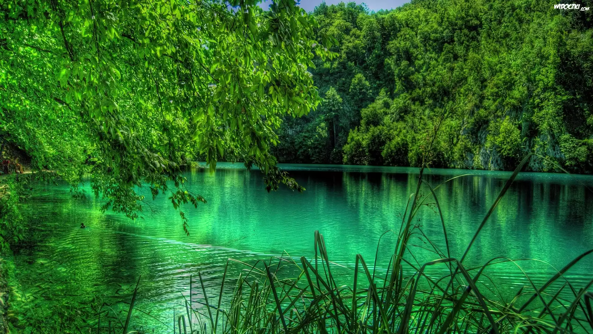 Jezioro, Drzewa