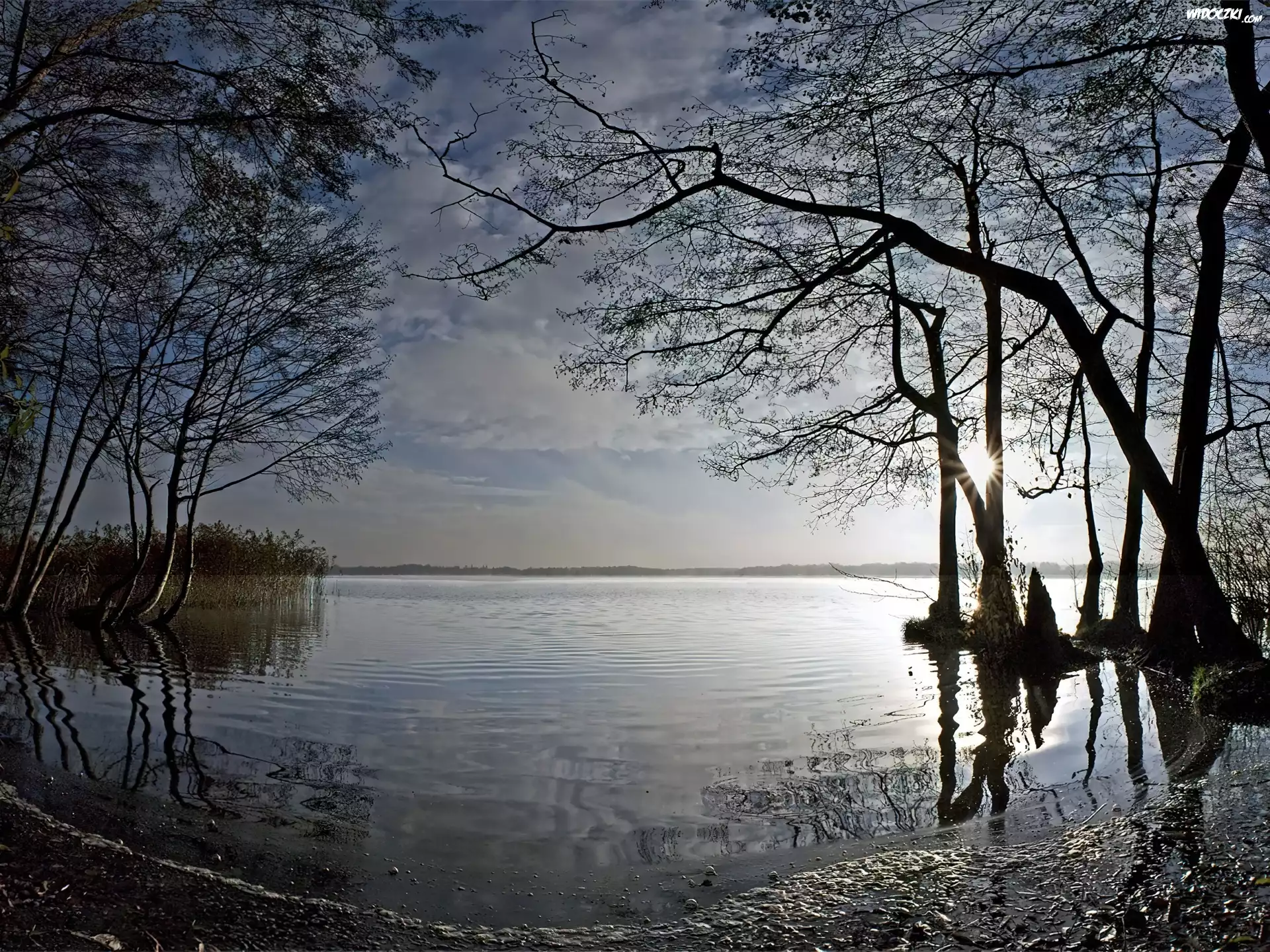 Jezioro, Drzewa