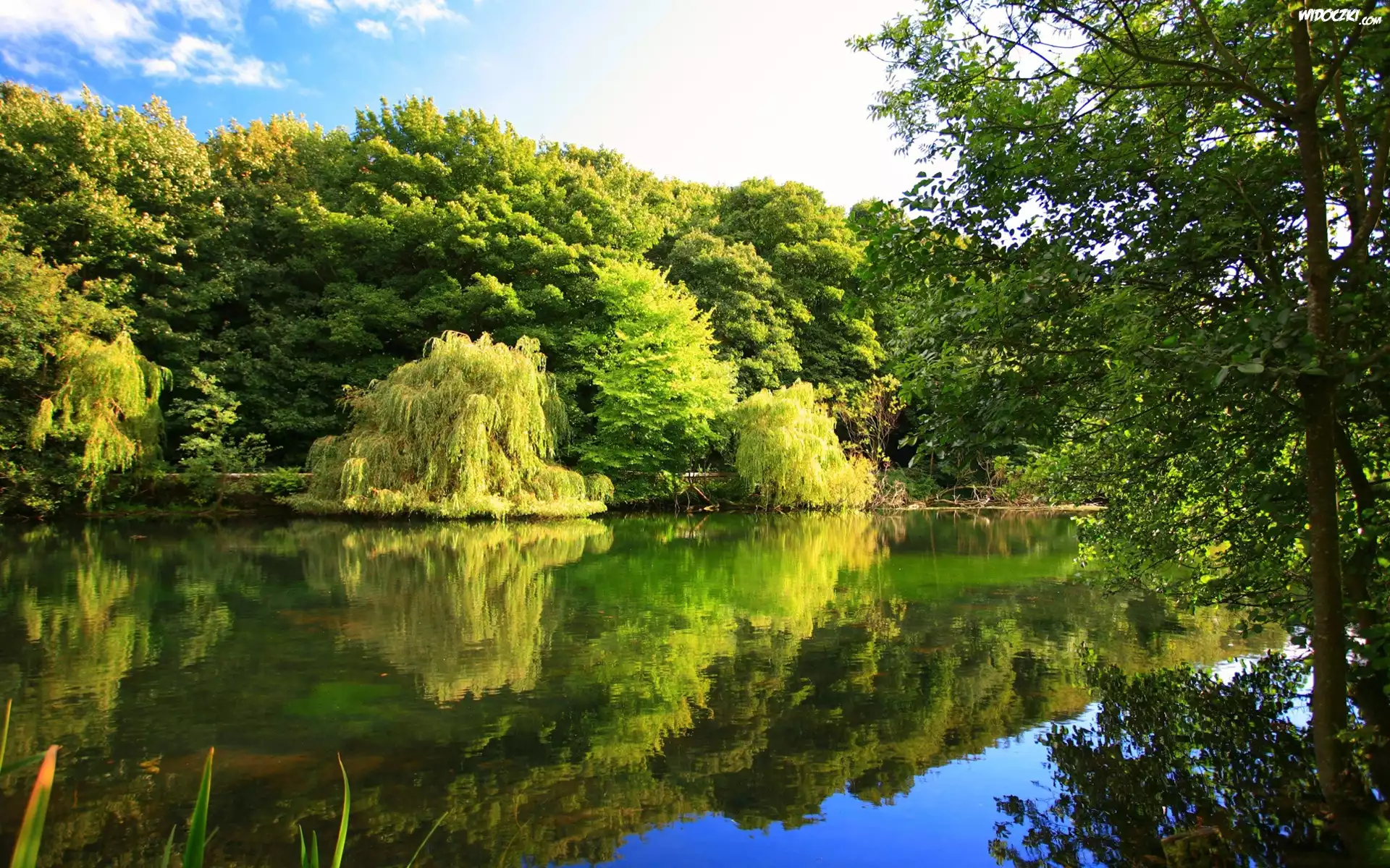 Jezioro, Drzewa