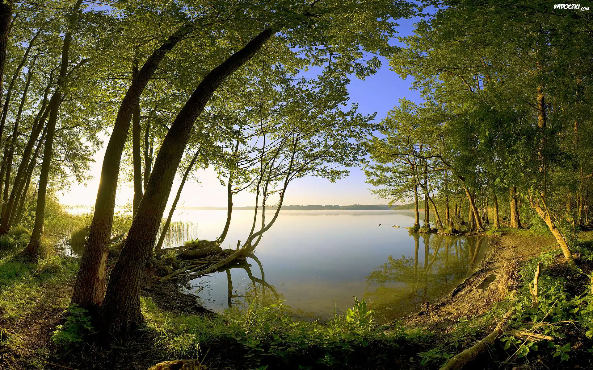 Jezioro, Drzewa
