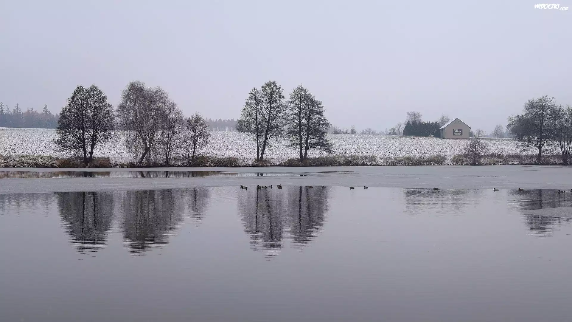 Zima, Jezioro, Drzewa, Pole, Kaczki