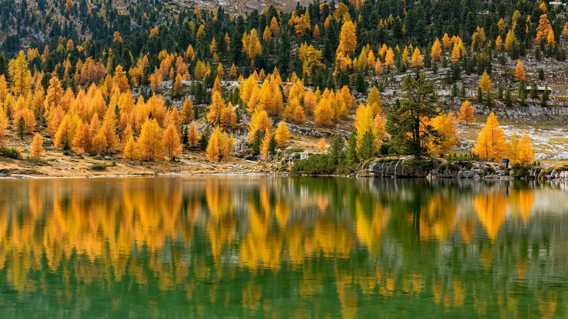 Jezioro, Odbicie, Las, Drzewa, Jesień