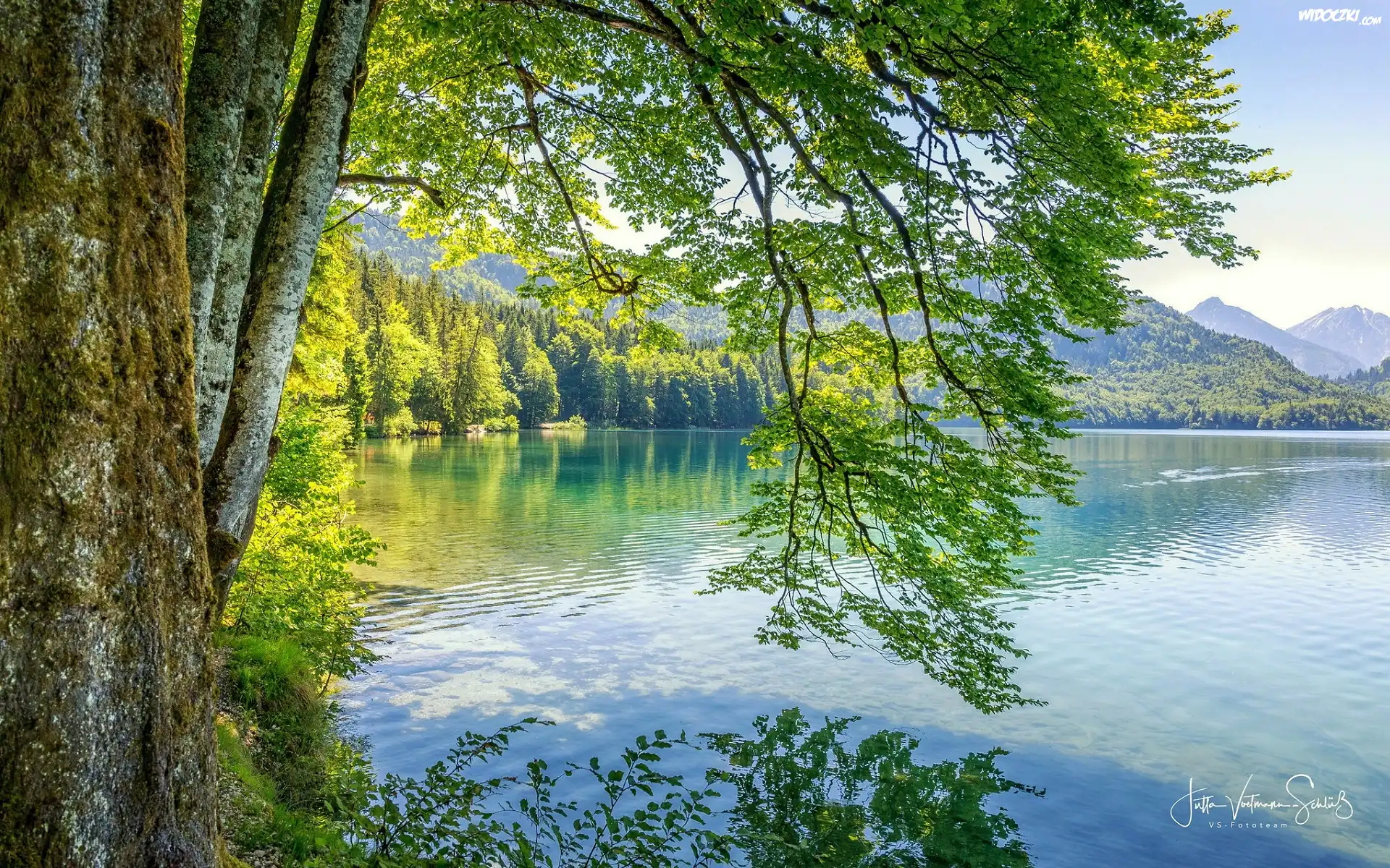 Jezioro, Góry, Las, Zielone, Drzewa, Gałęzie