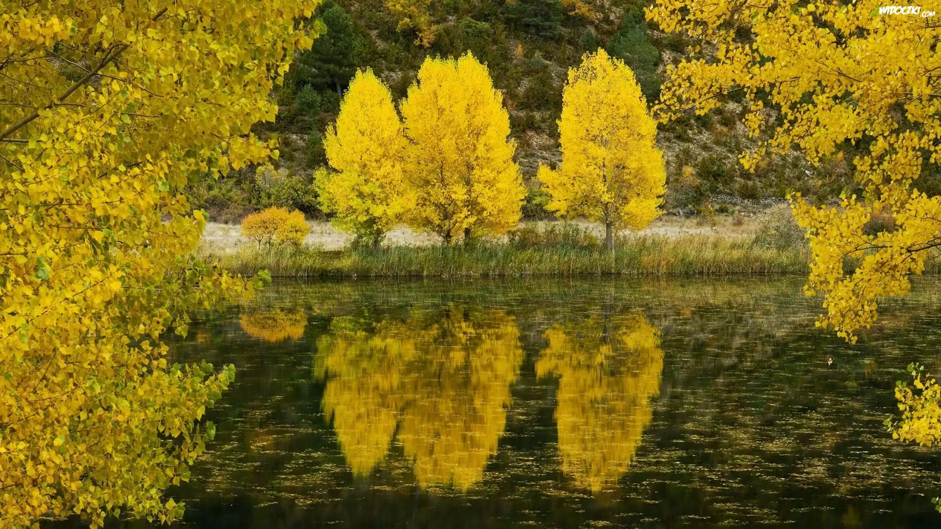Drzewa, Jezioro, Odbicie