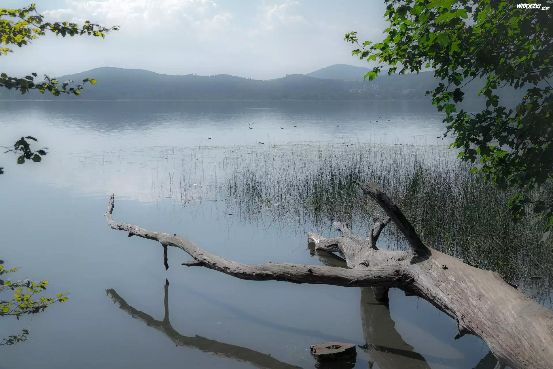 Jezioro, Zarośla, Pień, Drzewa, Mgła