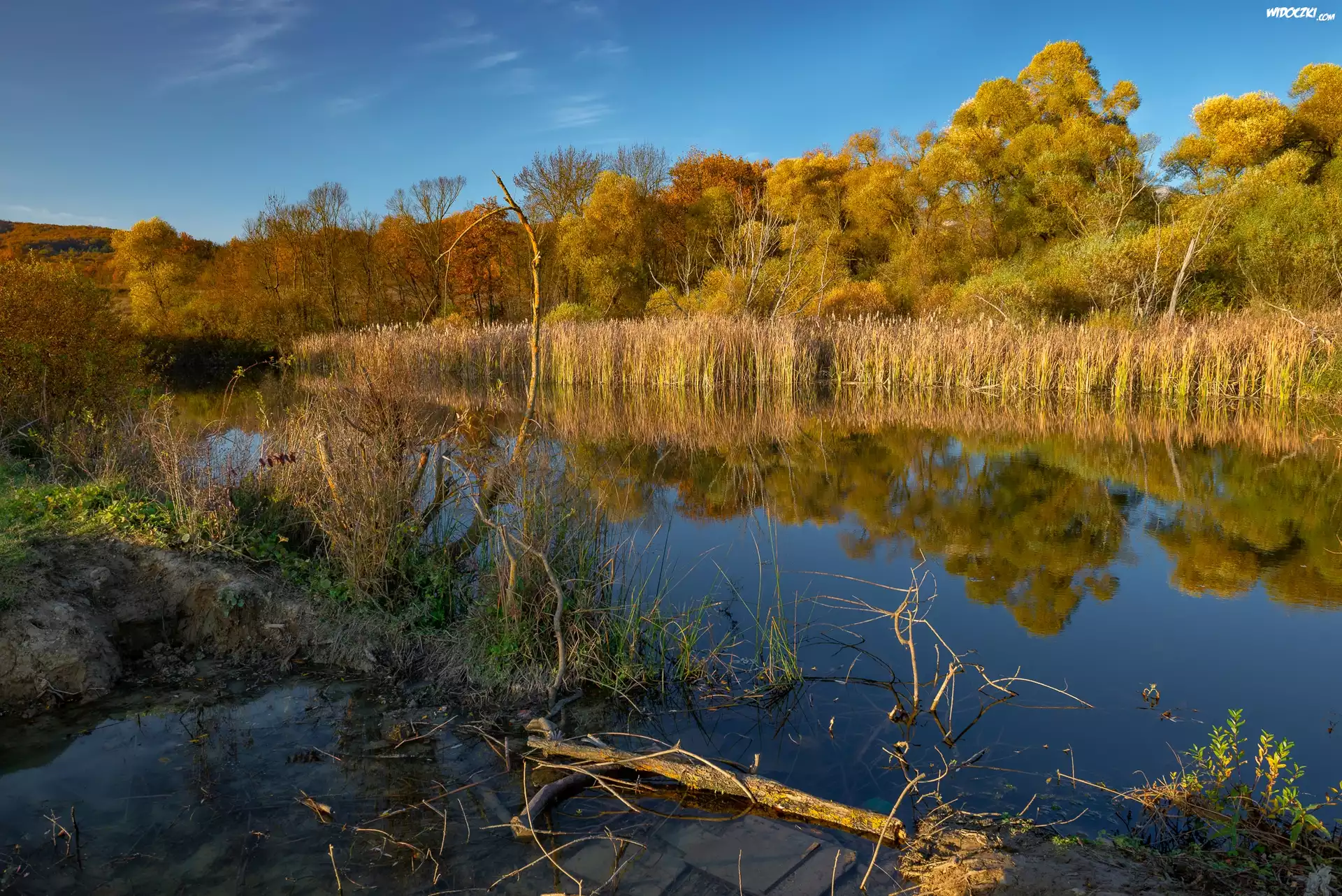 Jezioro, Szuwary, Drzewa, Jesień
