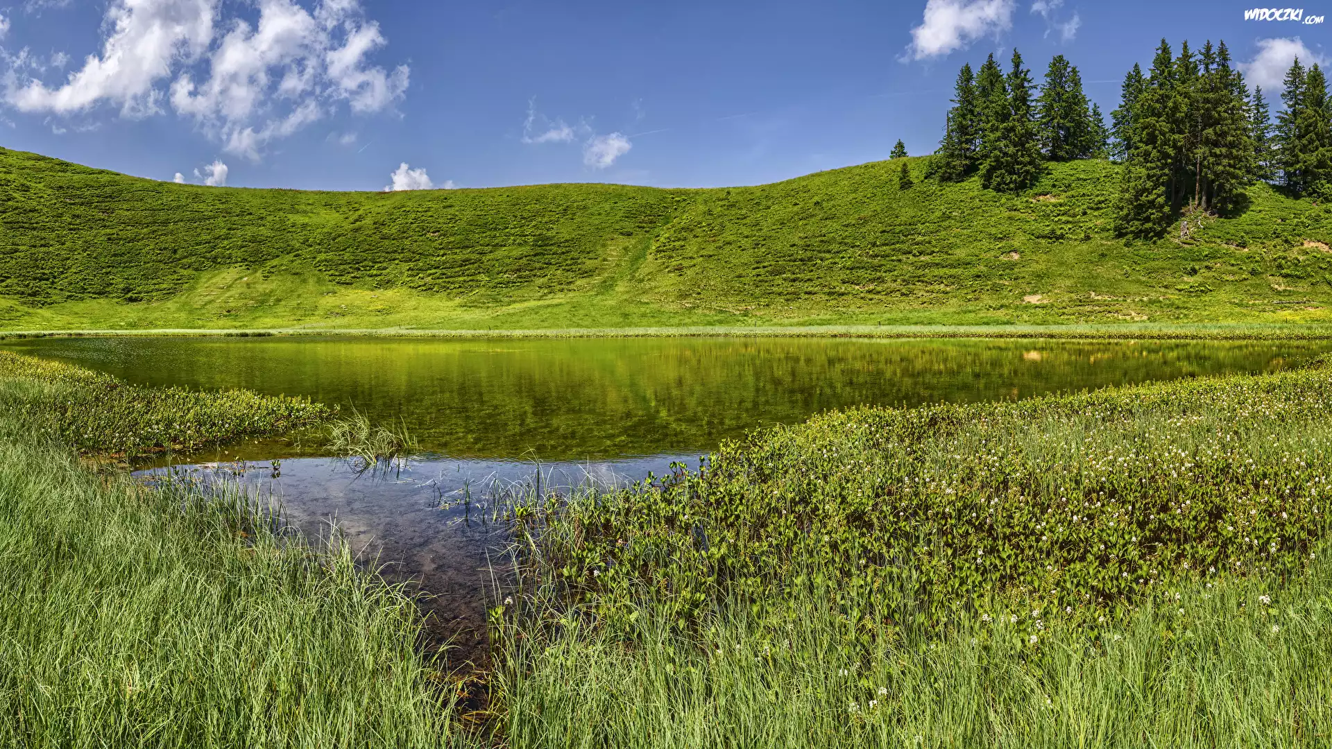 Jezioro, Trawa, Drzewa, Wzgórze
