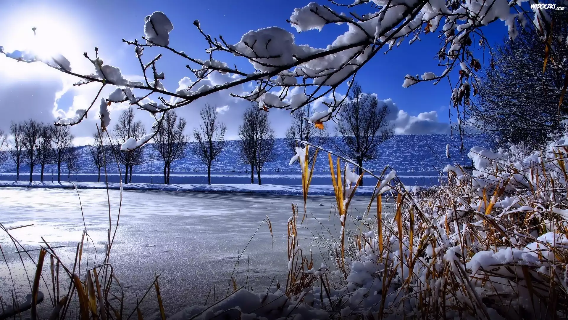 Jezioro, Zima, Drzewa, Trawy