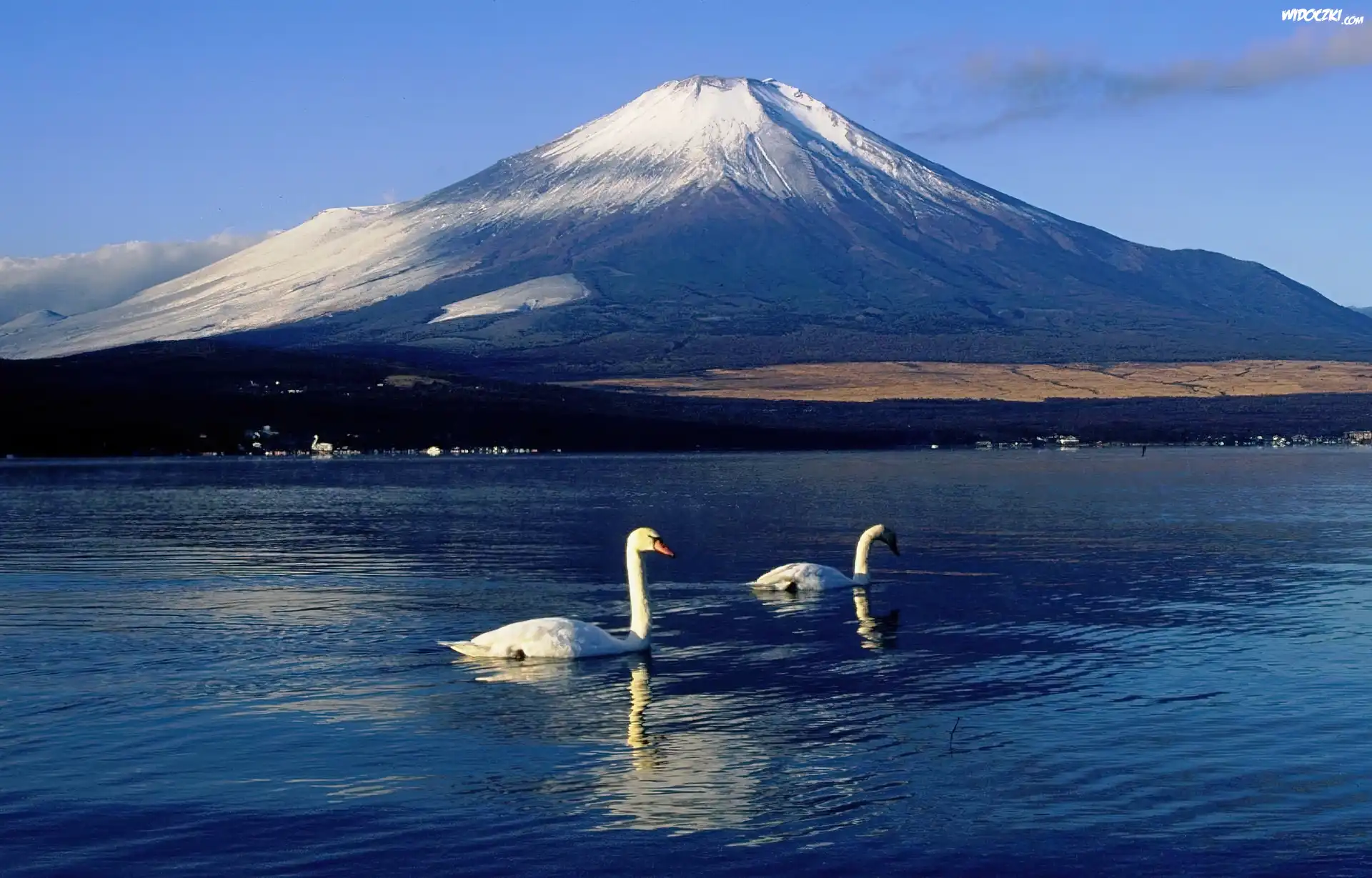 Jezioro, Łabędzie, Góra, Fudżi, Japonia