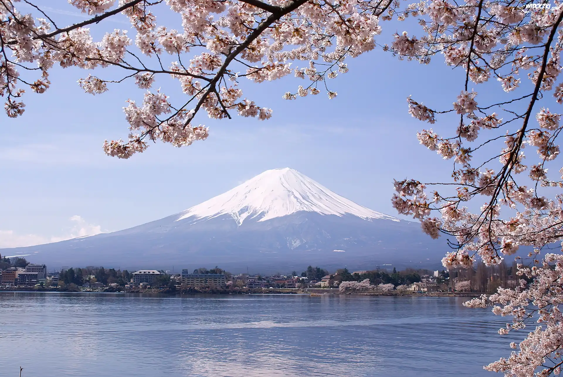 Jezioro, Kwitnące, Gałązki, Góra, Fuji, Japonia