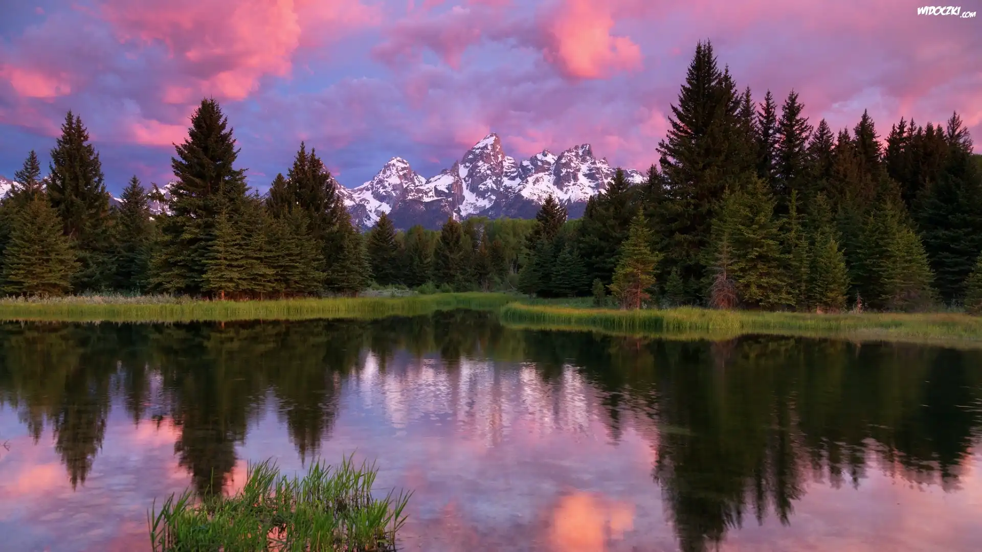 Stany Zjednoczone, Stan Wyoming, Park Narodowy Grand Teton, Rzeka Snake River, Drzewa