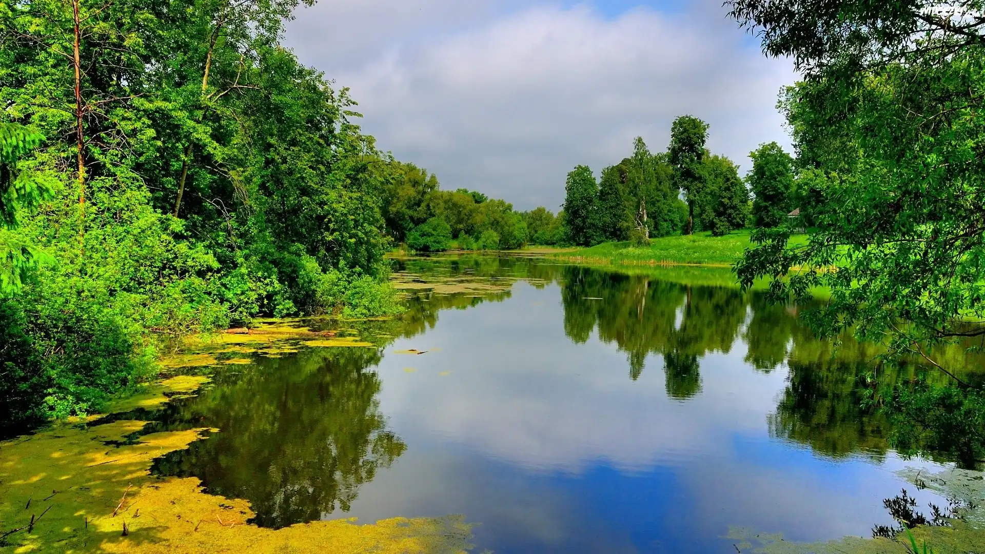 Jezioro, Las