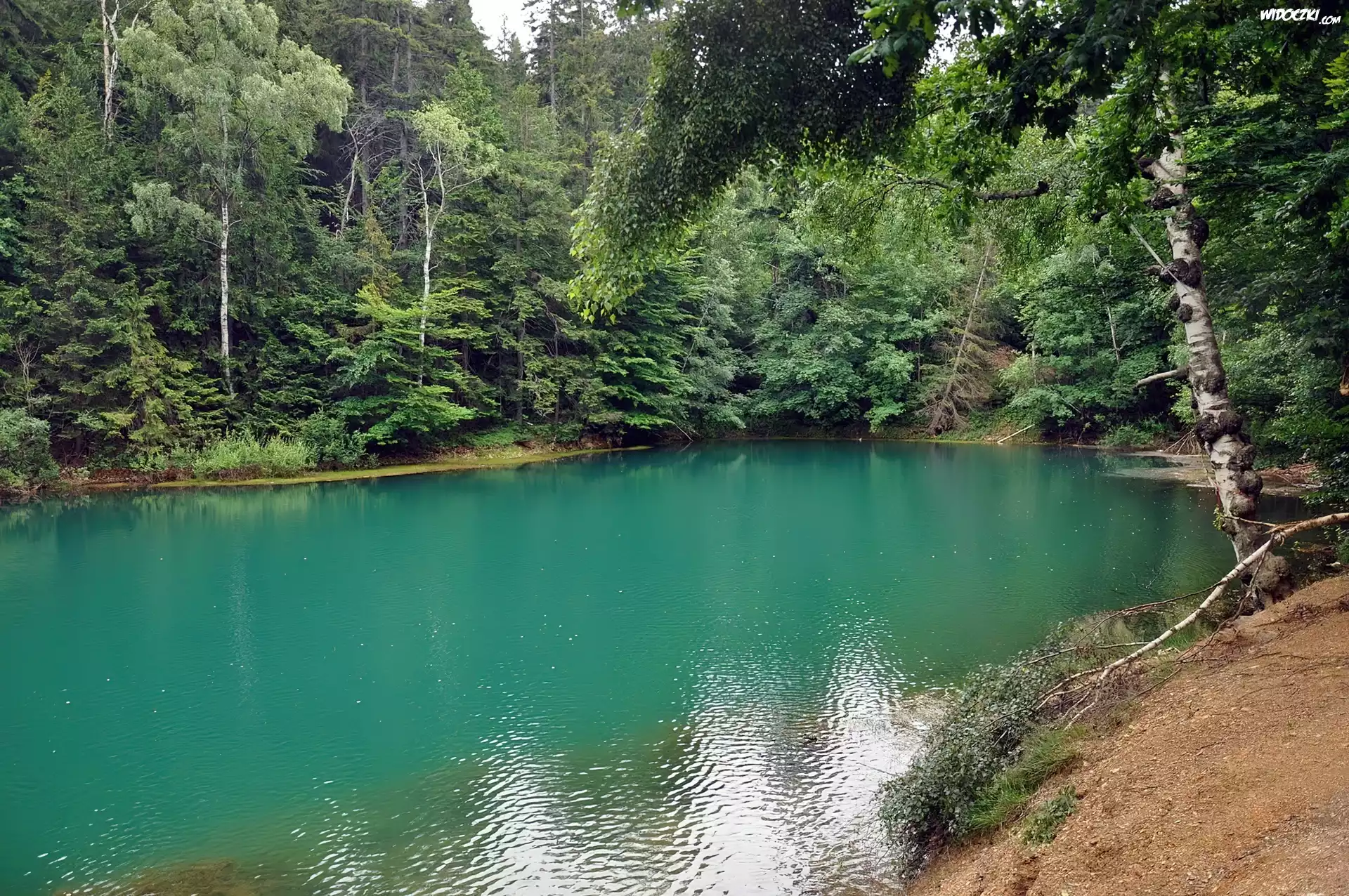 Jezioro, Las